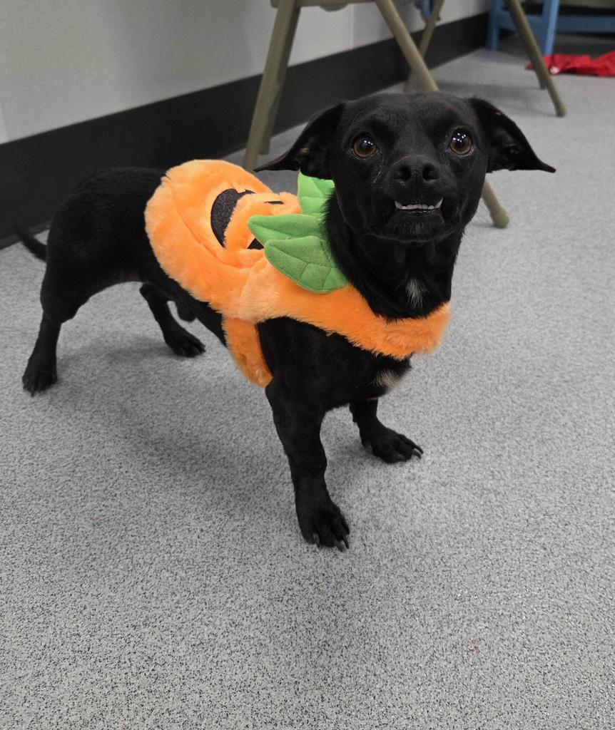 Enlarge Comet, a Adoptable mixed breed in Livingston, LA image 2/2