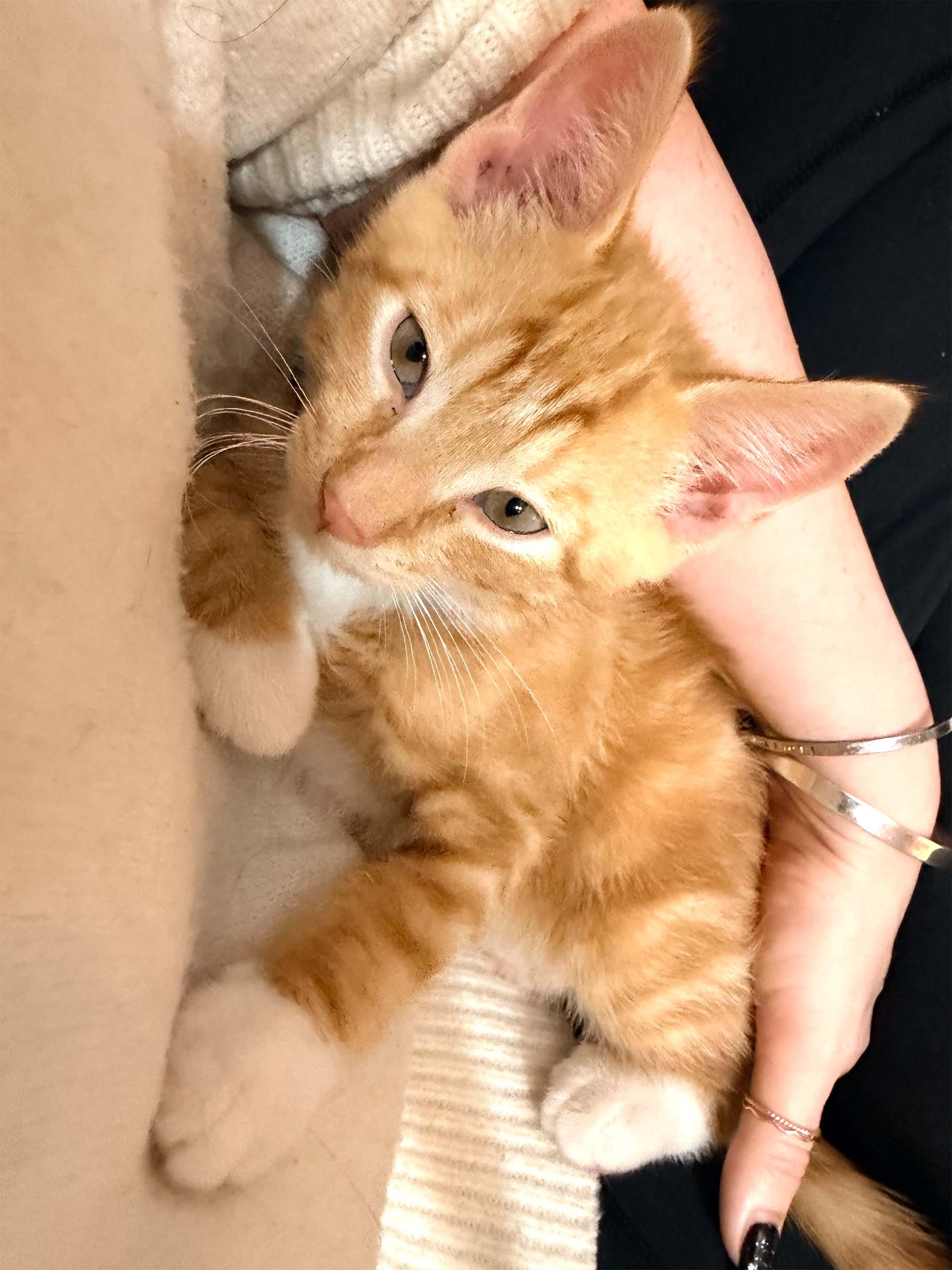 Enlarge Cayenne, a Adoptable Domestic Short Hair in East Hanover, NJ image 2/2