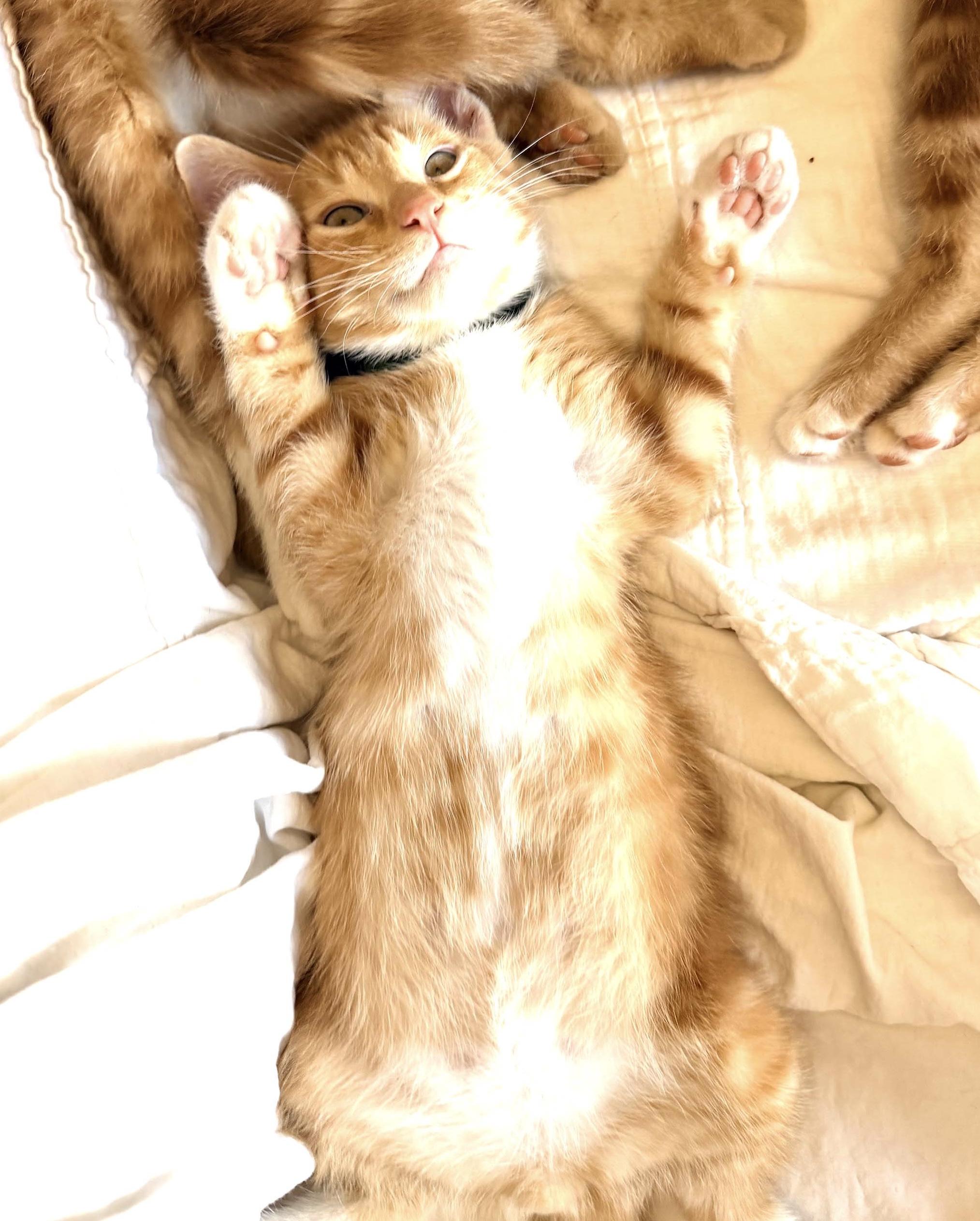 Cayenne, Adoptable, Kitten Male Domestic Short Hair.