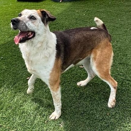 Enlarge Trigg, a ADOPTABLE mixed breed in Williston, VT image 5/6