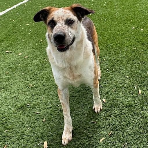 Enlarge Trigg, a ADOPTABLE mixed breed in Williston, VT image 1/6