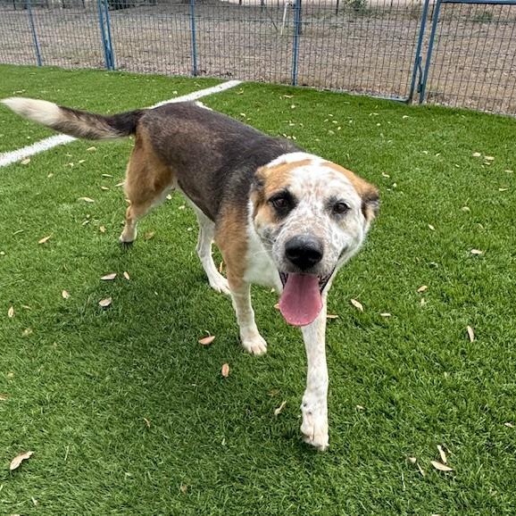 Enlarge Trigg, a ADOPTABLE mixed breed in Williston, VT image 4/6