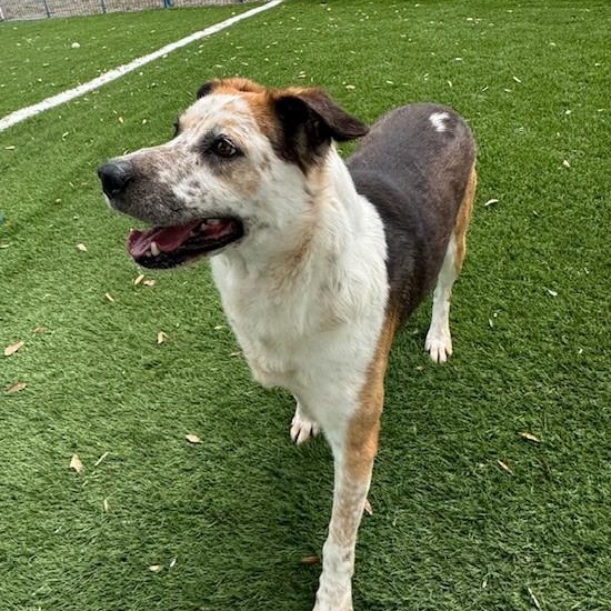 Enlarge Trigg, a ADOPTABLE mixed breed in Williston, VT image 2/6