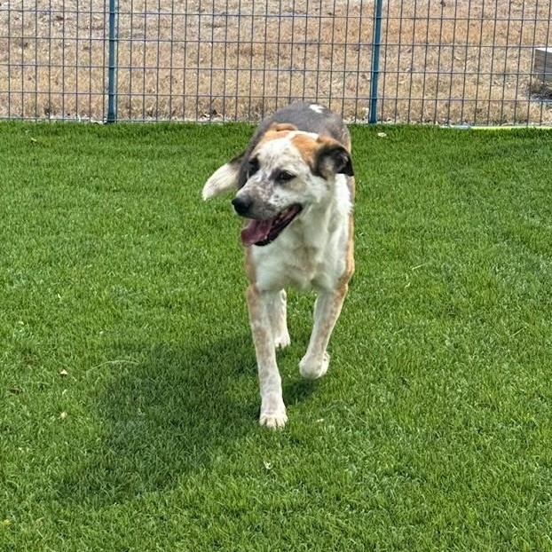 Enlarge Trigg, a ADOPTABLE mixed breed in Williston, VT image 6/6