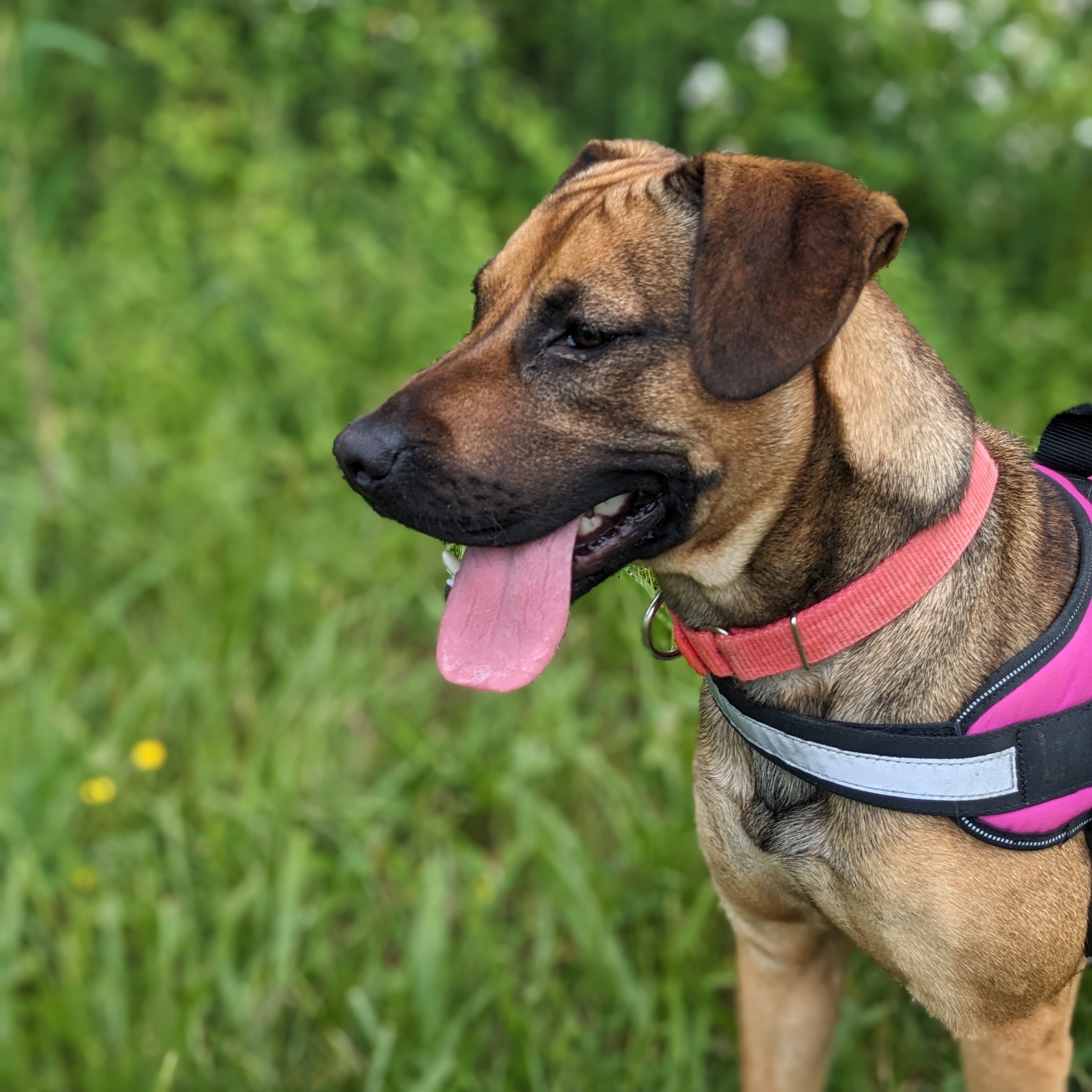 Dog for adoption Darla, a Rhodesian Ridgeback Mix in Lenoir, NC