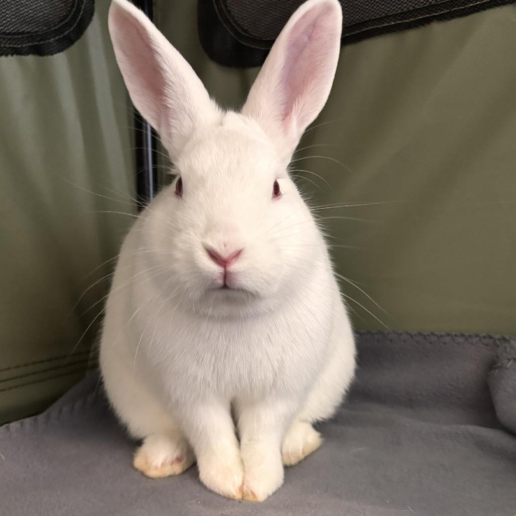 Cadbury photo