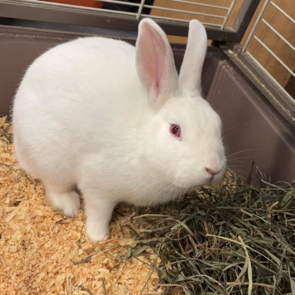 Enlarge Cadbury, a Adoptable American in Manchester, CT image 2/5