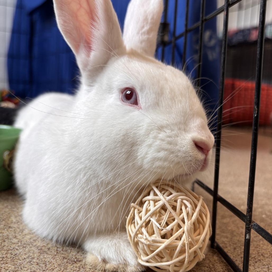 Enlarge Cadbury, a Adoptable American in Manchester, CT image 3/5
