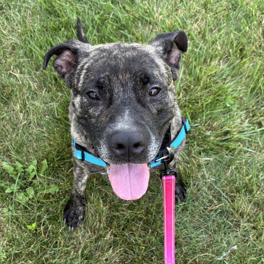 Tera, Adoptable, Adult Female Mixed Breed.