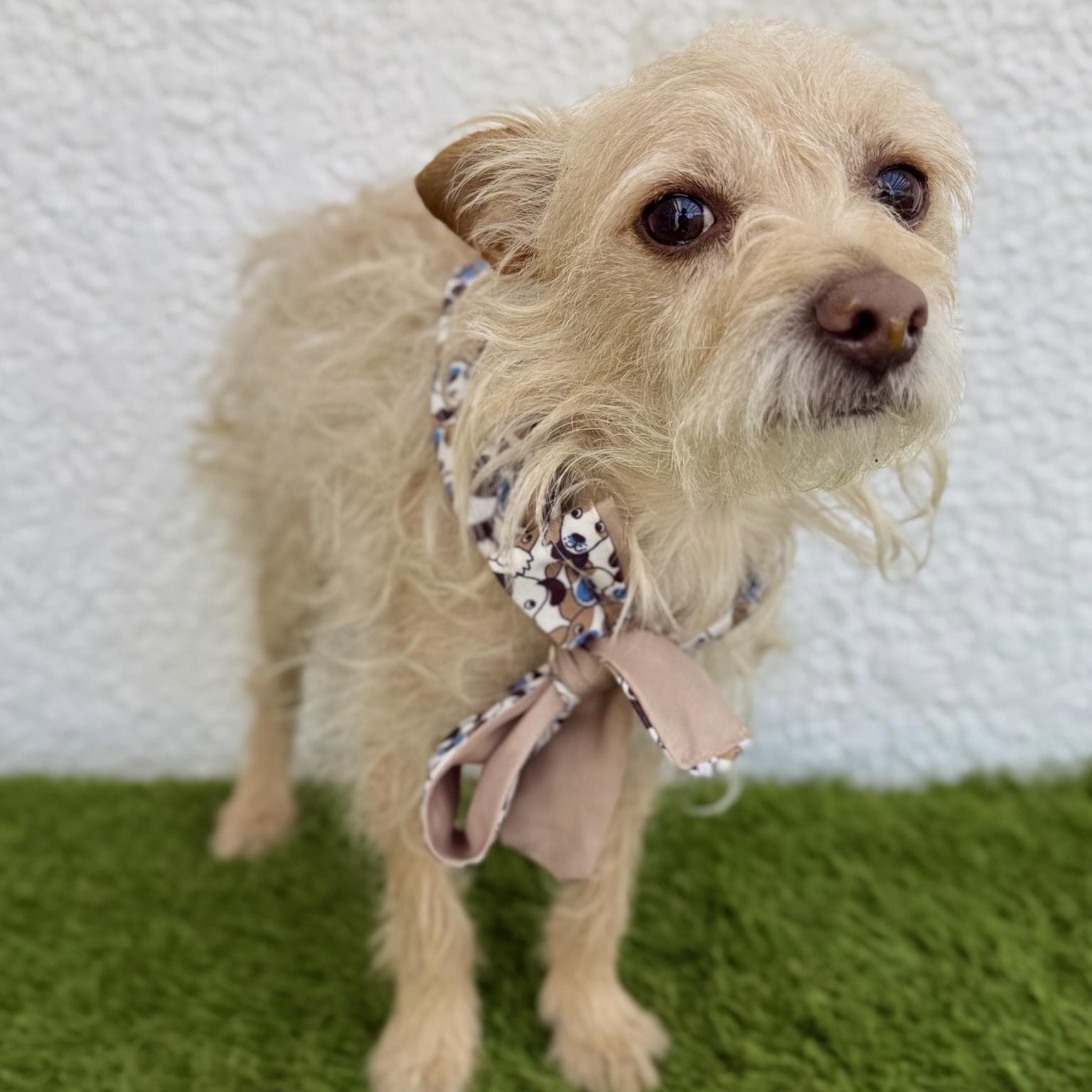 Enlarge EINSTEIN, an adopted mixed breed in Tecate, BCN image 6/6