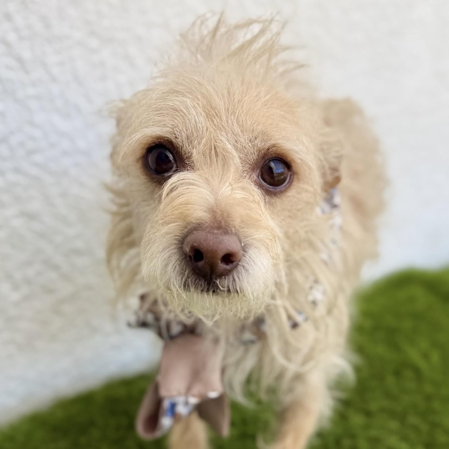 Enlarge EINSTEIN, an adopted mixed breed in Tecate, BCN image 5/6