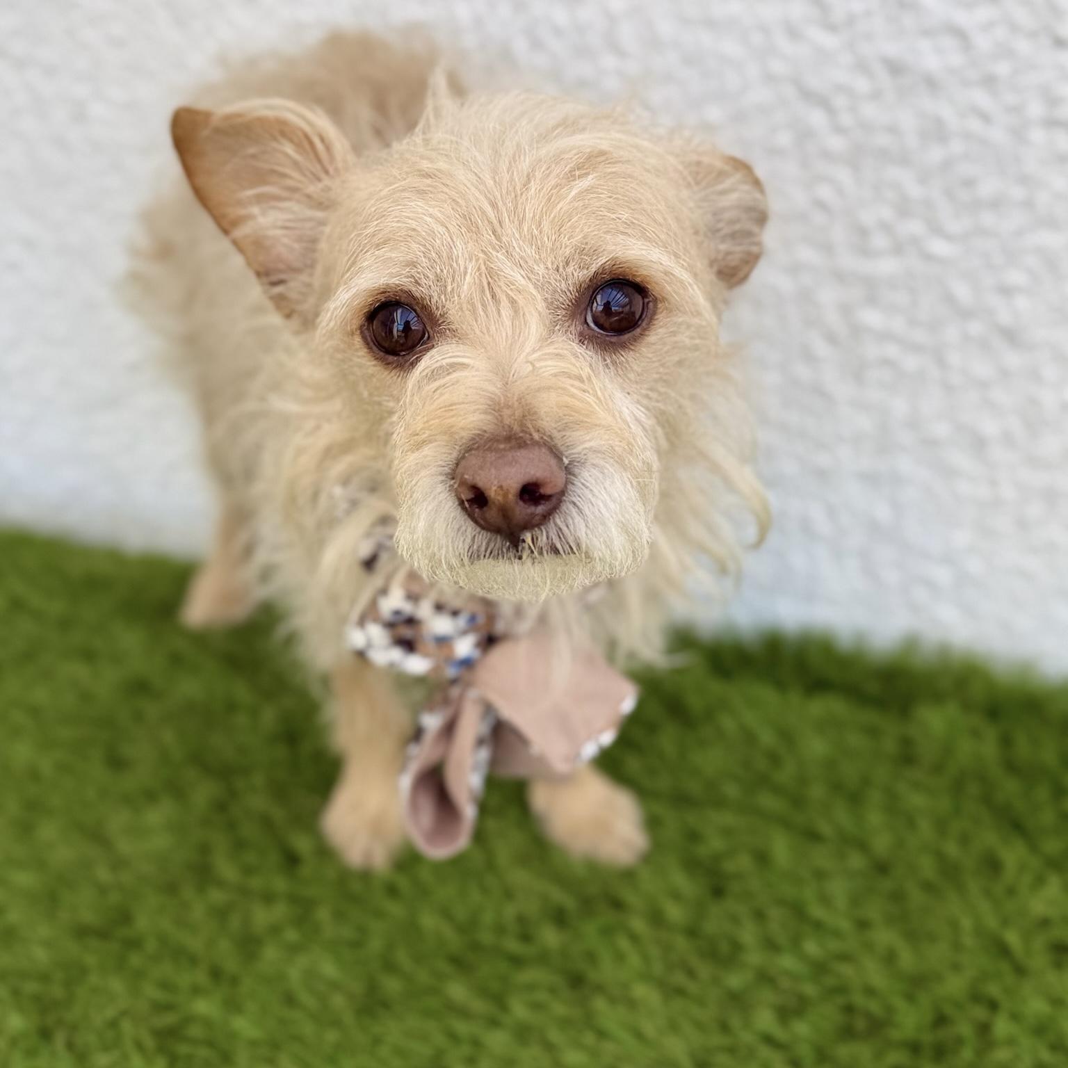 Enlarge EINSTEIN, an adopted mixed breed in Tecate, BCN image 3/6