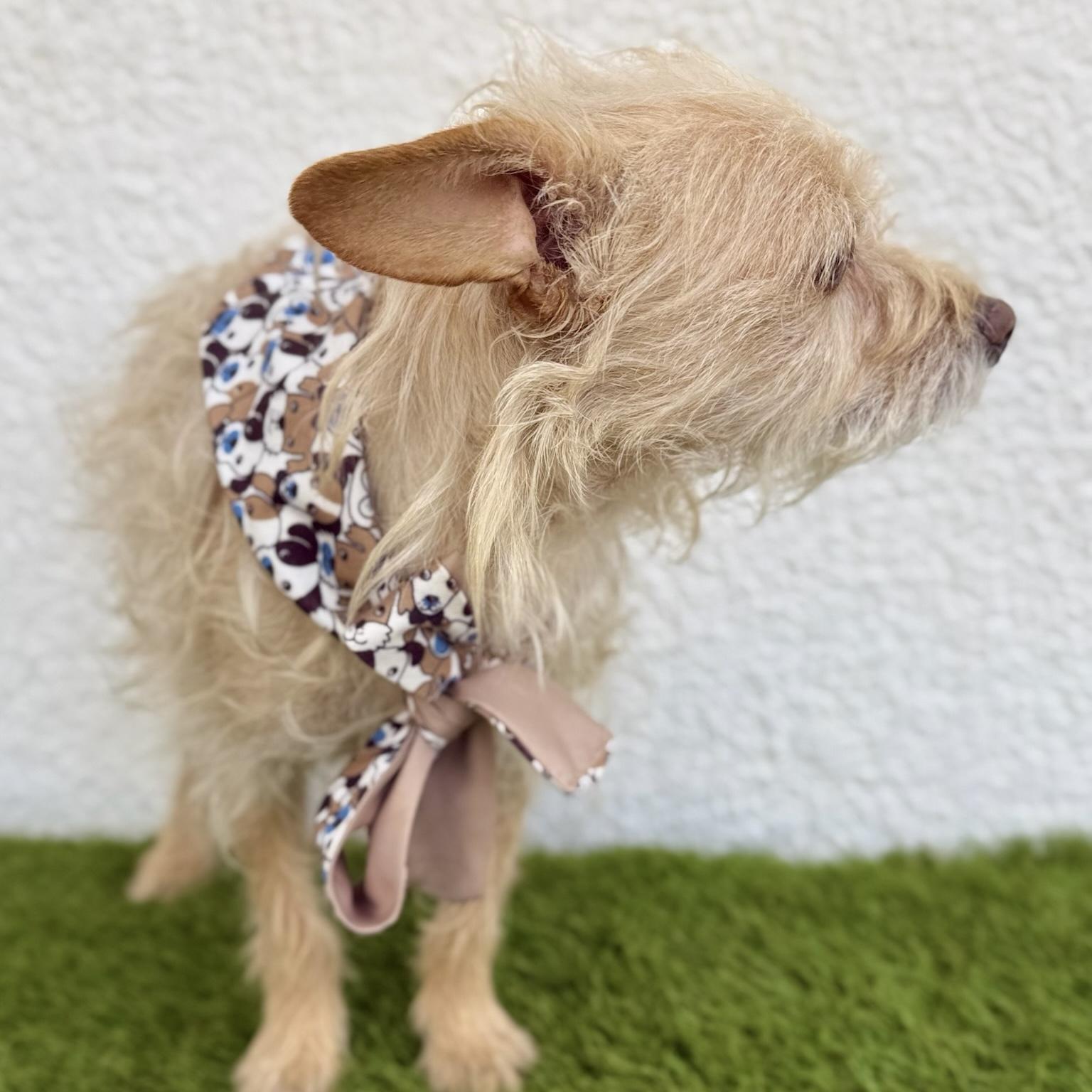 Enlarge EINSTEIN, an adopted mixed breed in Tecate, BCN image 4/6