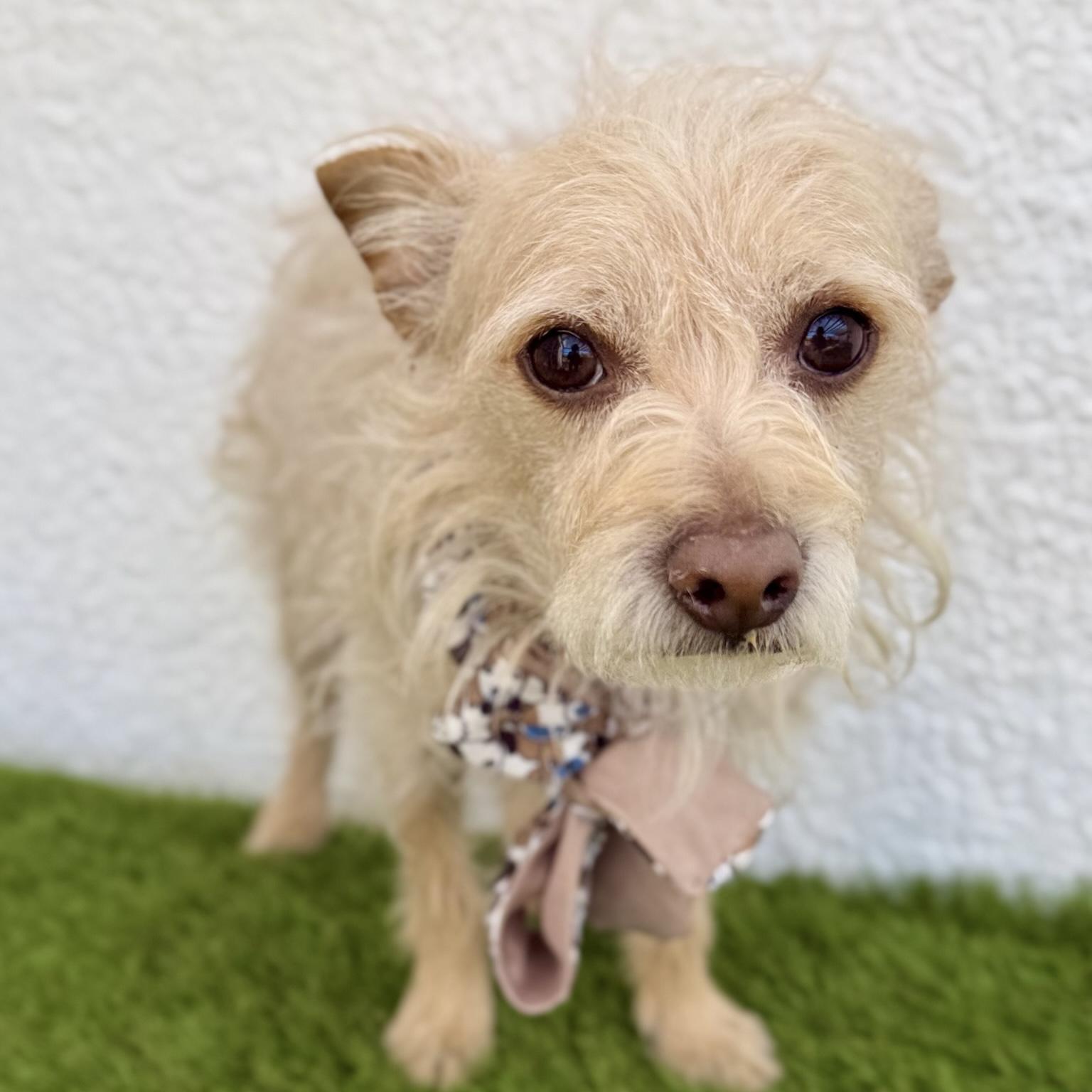 EINSTEIN, adopted, Adult Male Miniature Schnauzer & Yorkshire Terrier.