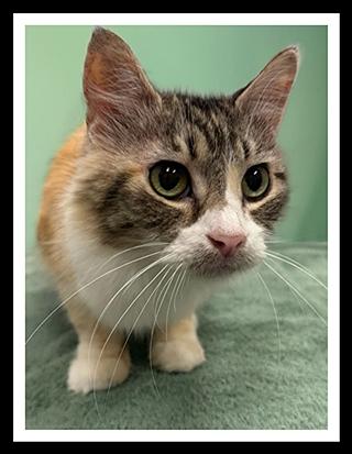 AMELIE, Adoptable, Adult Female Domestic Short Hair.