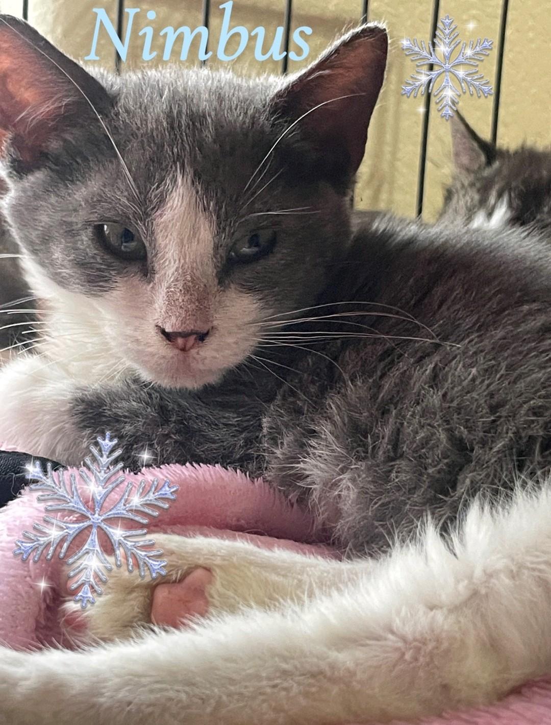 Nimbus, ADOPTABLE, Kitten Male Domestic Short Hair.