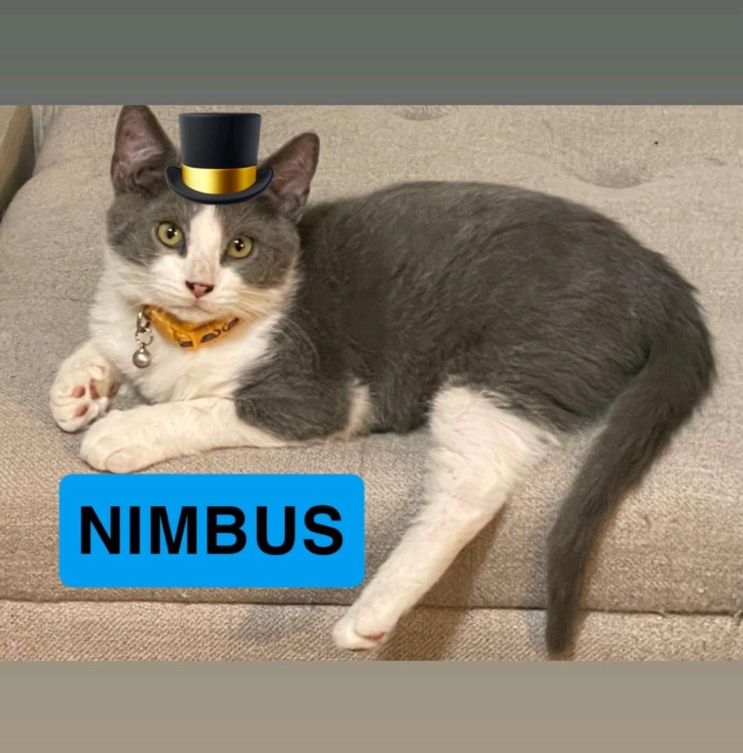 Nimbus, ADOPTABLE, Kitten Male Domestic Short Hair.