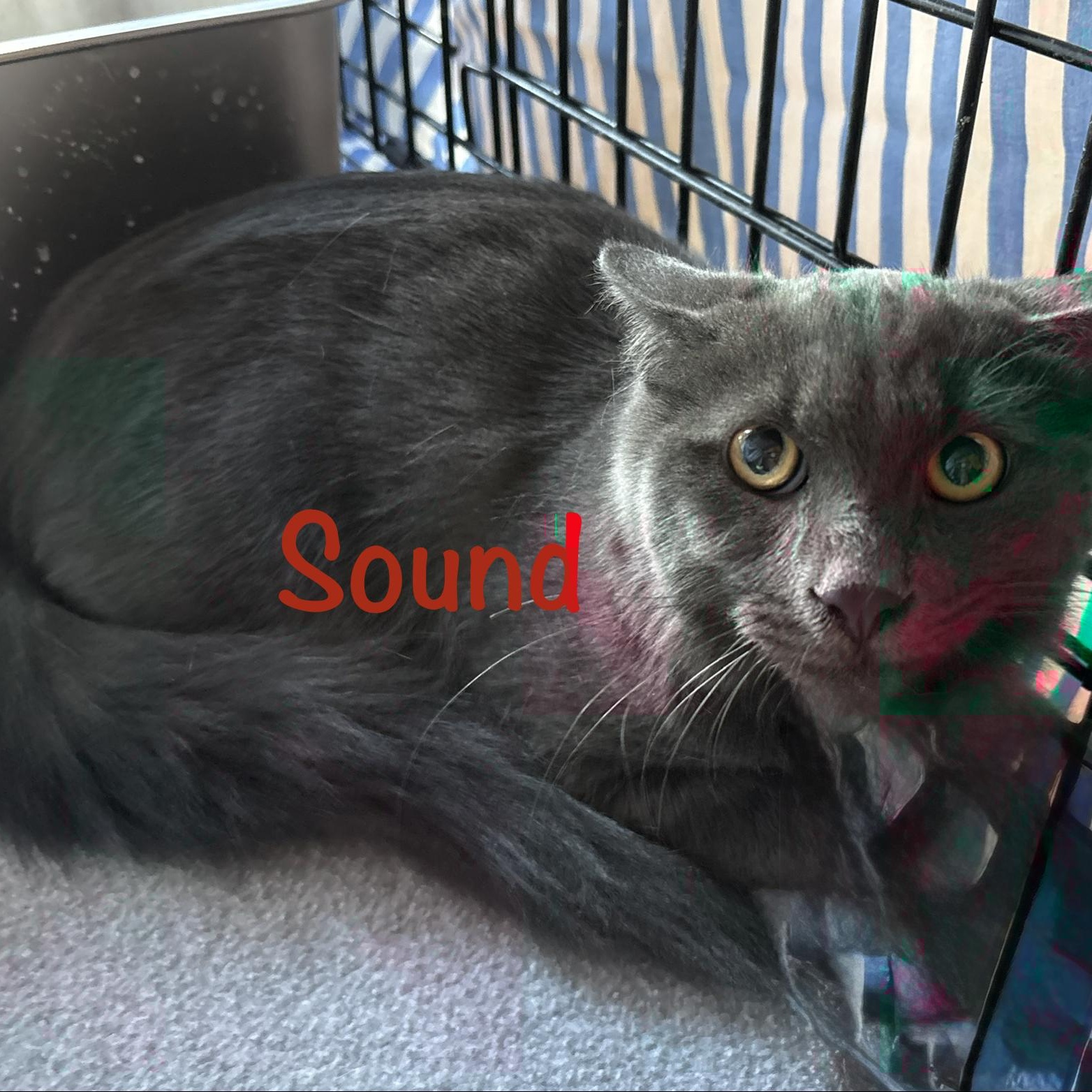 Enlarge Sound (call 602-692-1499 to meet Sound), a Adoptable mixed breed in Phoenix, AZ image 2/2