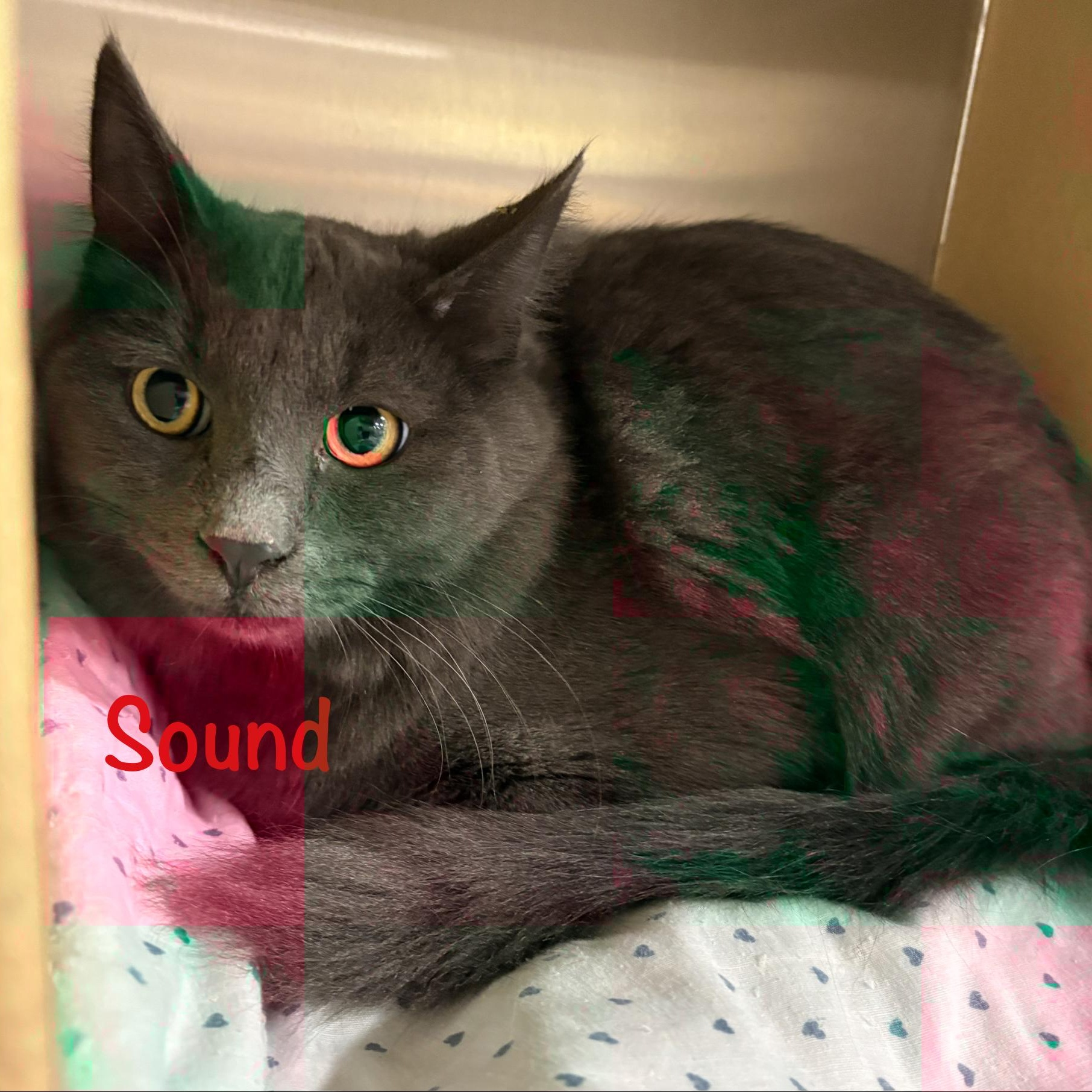 Enlarge Sound (call 602-692-1499 to meet Sound), a Adoptable mixed breed in Phoenix, AZ image 1/2