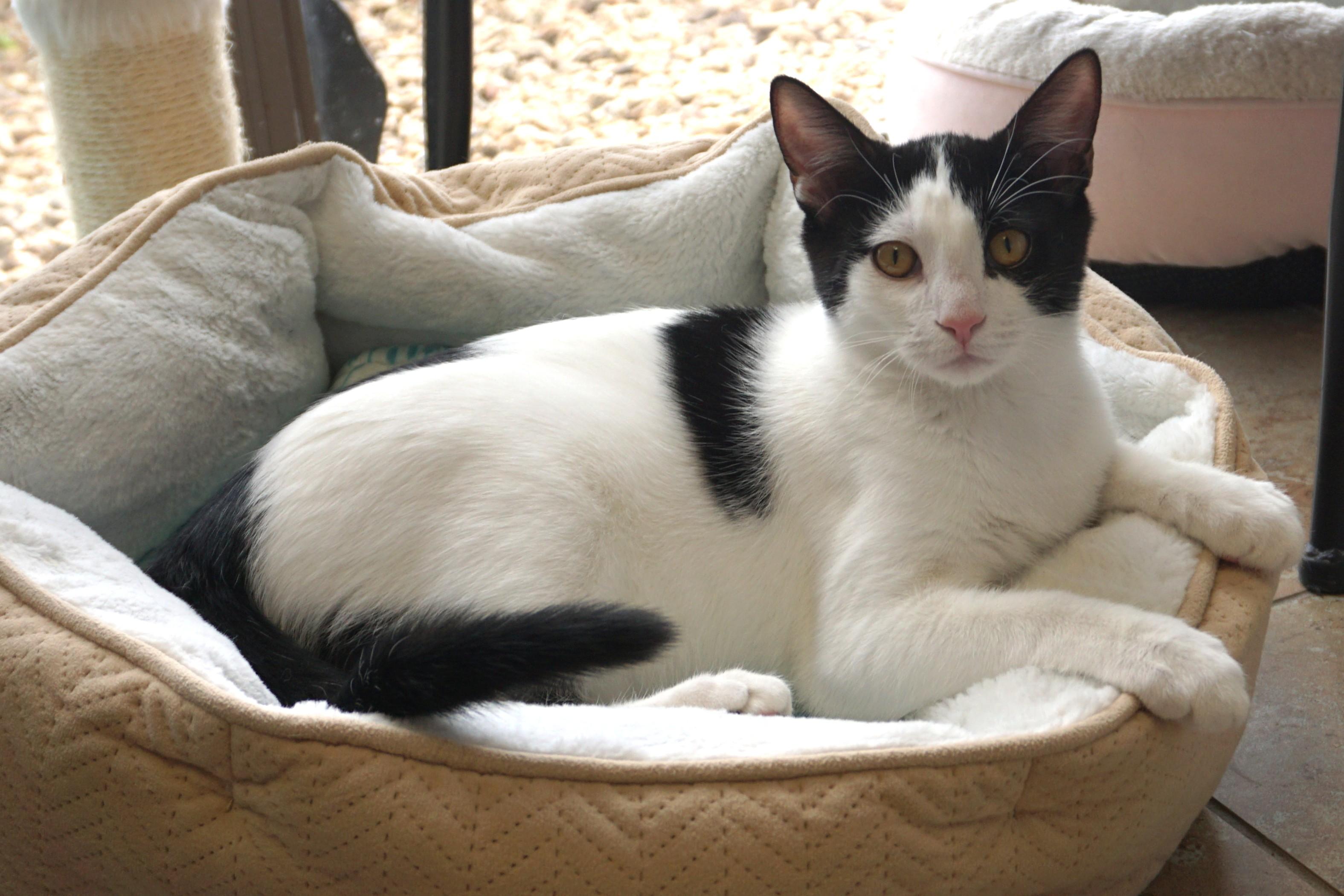 Whisker Barrel, a Adoptable Domestic Short Hair in Fountain Hills, AZ image 1/4
