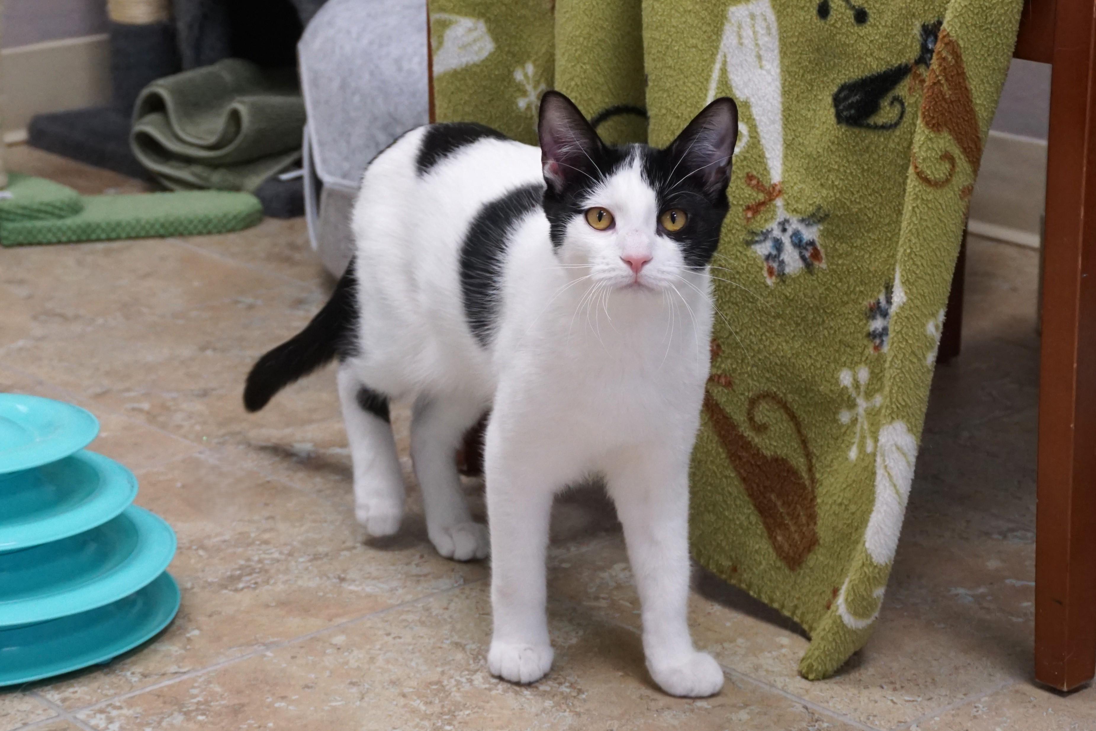 Whisker Barrel, an adopted Domestic Short Hair in Fountain Hills, AZ image 1/6