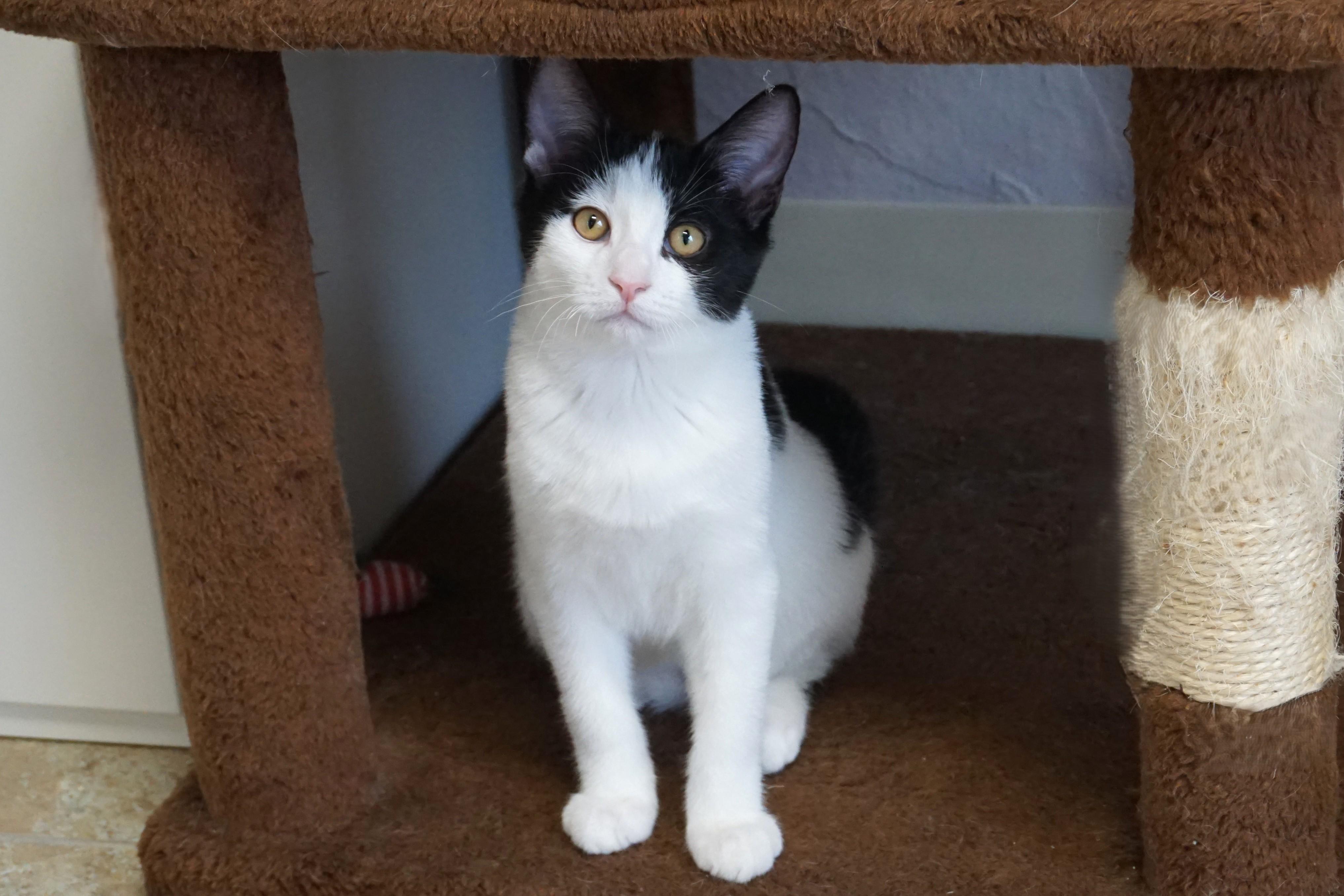Whisker Barrel, a Adoptable Domestic Short Hair in Fountain Hills, AZ image 4/4
