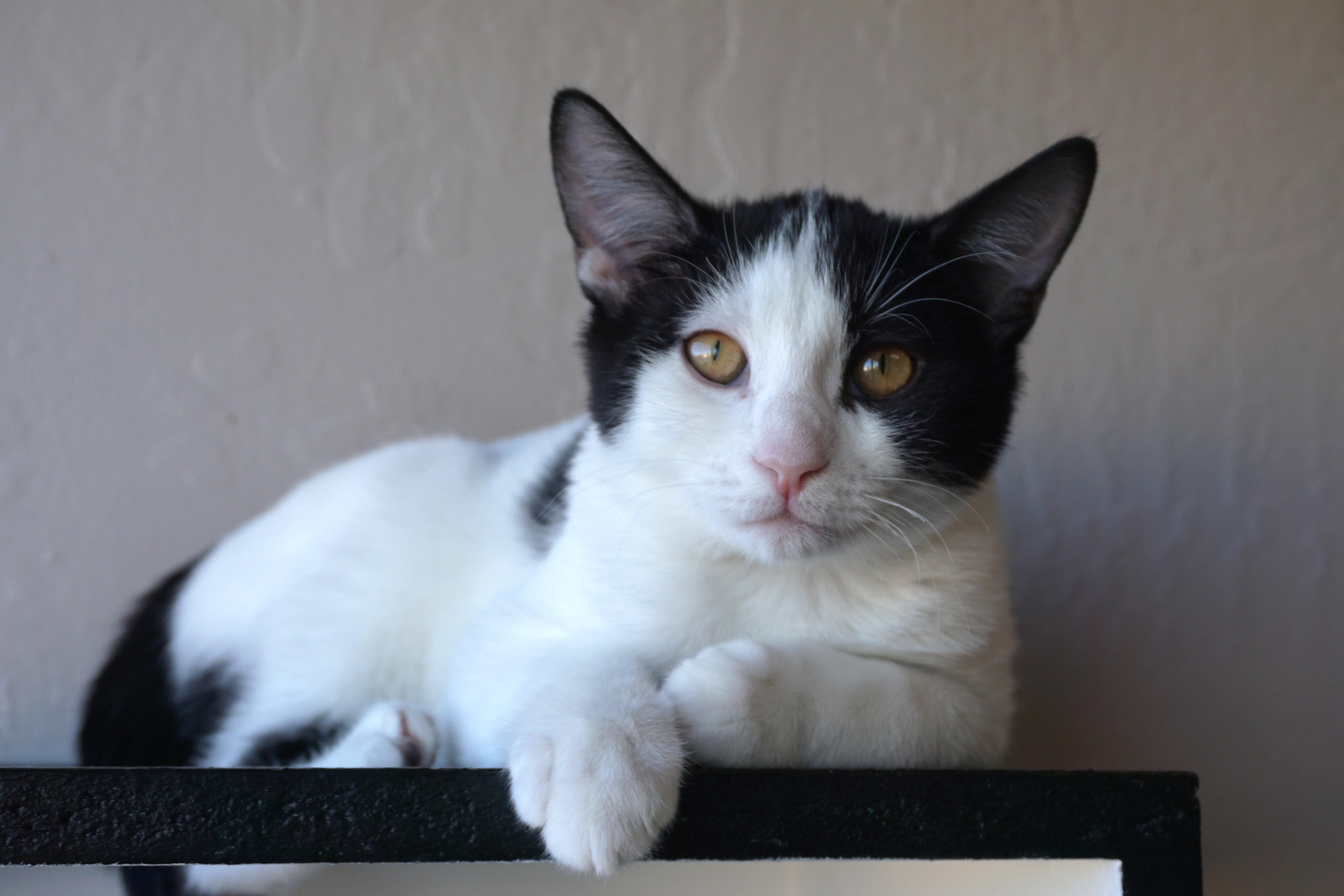 Whisker Barrel, a Adoptable Domestic Short Hair in Fountain Hills, AZ image 2/4