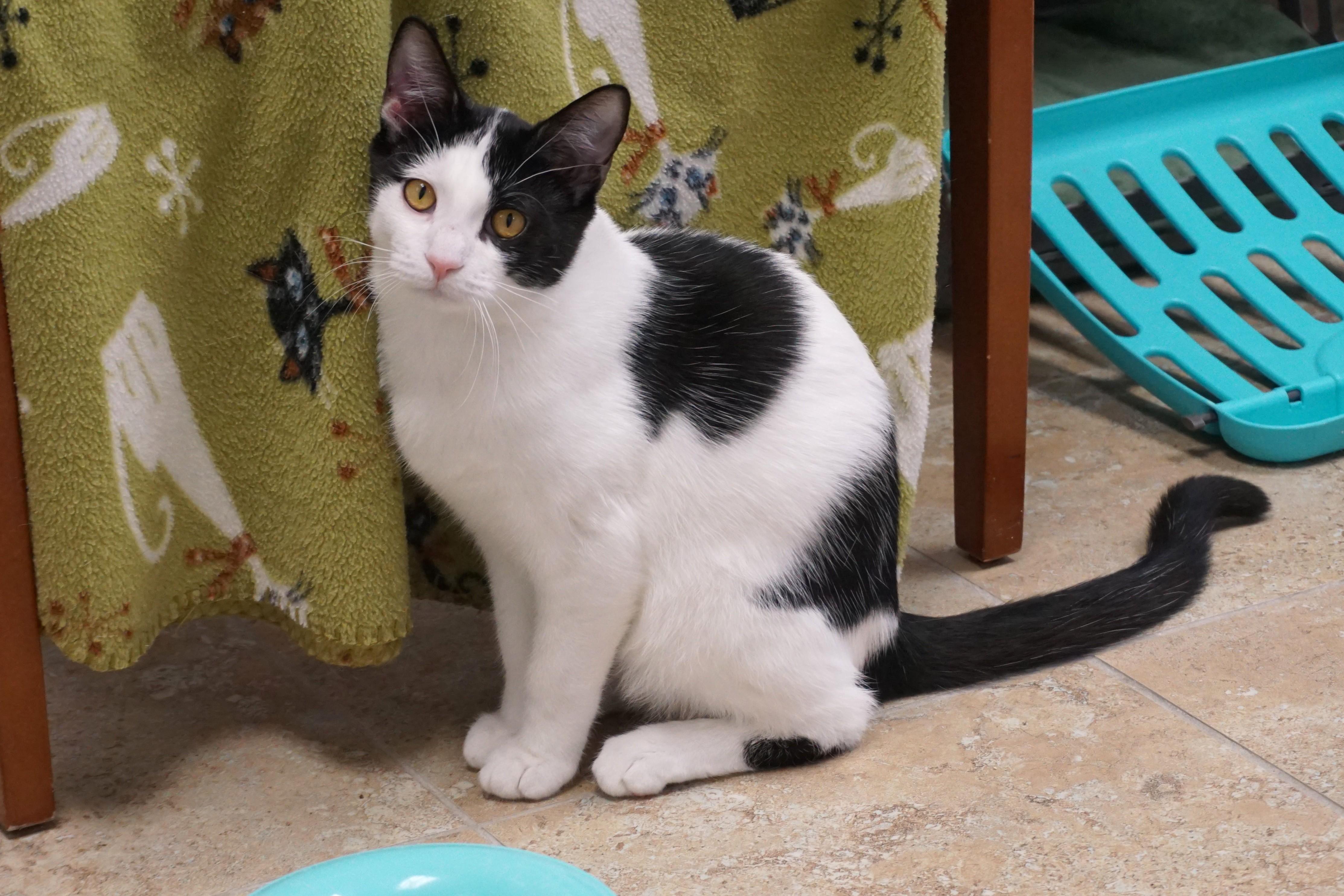 Whisker Barrel, an adopted Domestic Short Hair in Fountain Hills, AZ image 2/6