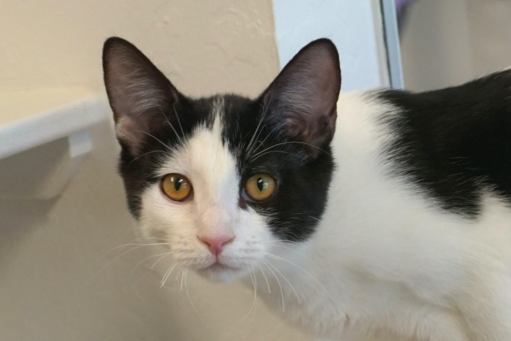 Whisker Barrel, a Adoptable Domestic Short Hair in Fountain Hills, AZ image 3/4