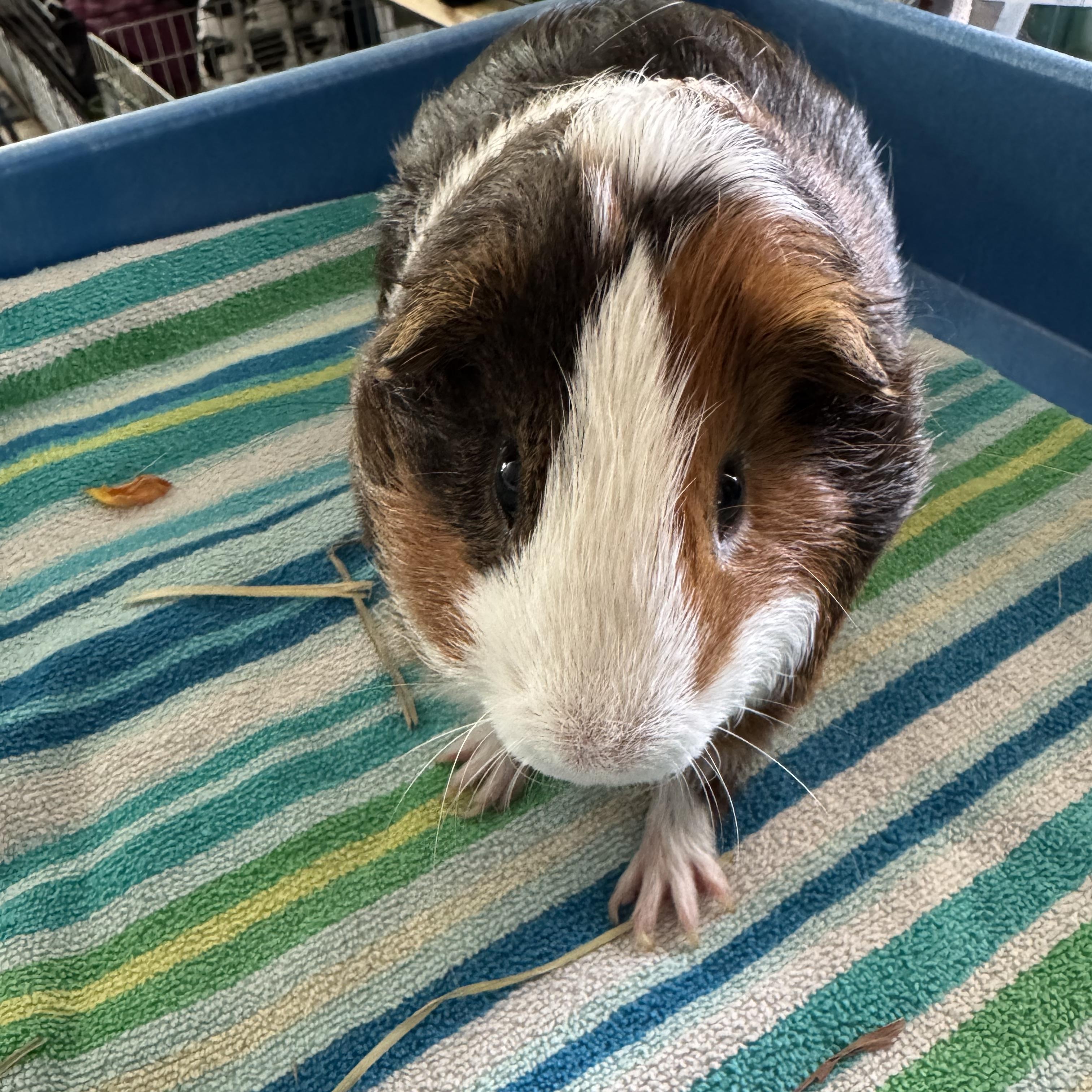 Zoomies, ADOPTABLE, Adult Male Guinea Pig.