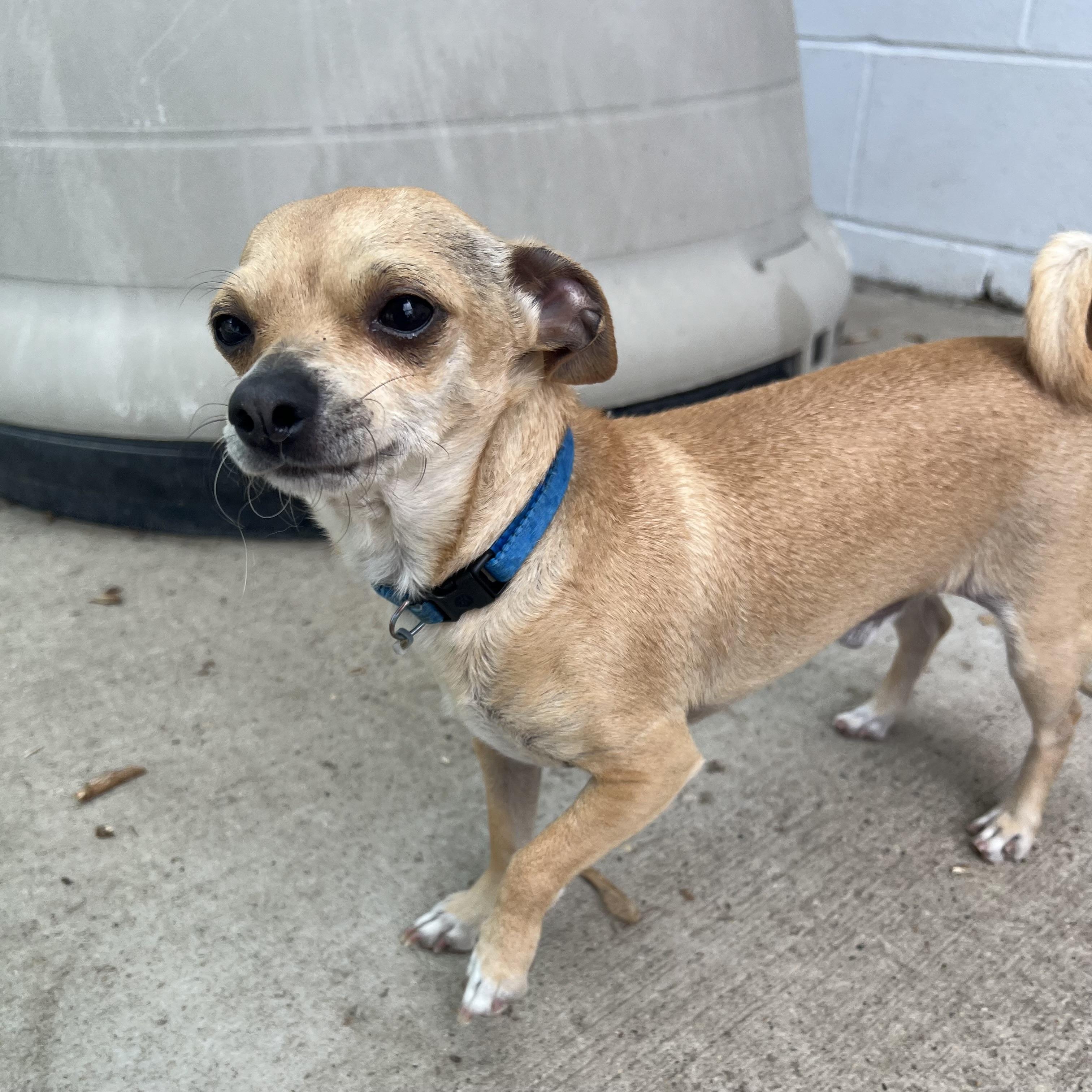 Chloe & Cooper (bonded pair) - NO FEE (Sponsored by Figueroas Construction), a ADOPTABLE mixed breed in Fairmont, MN image 3/6
