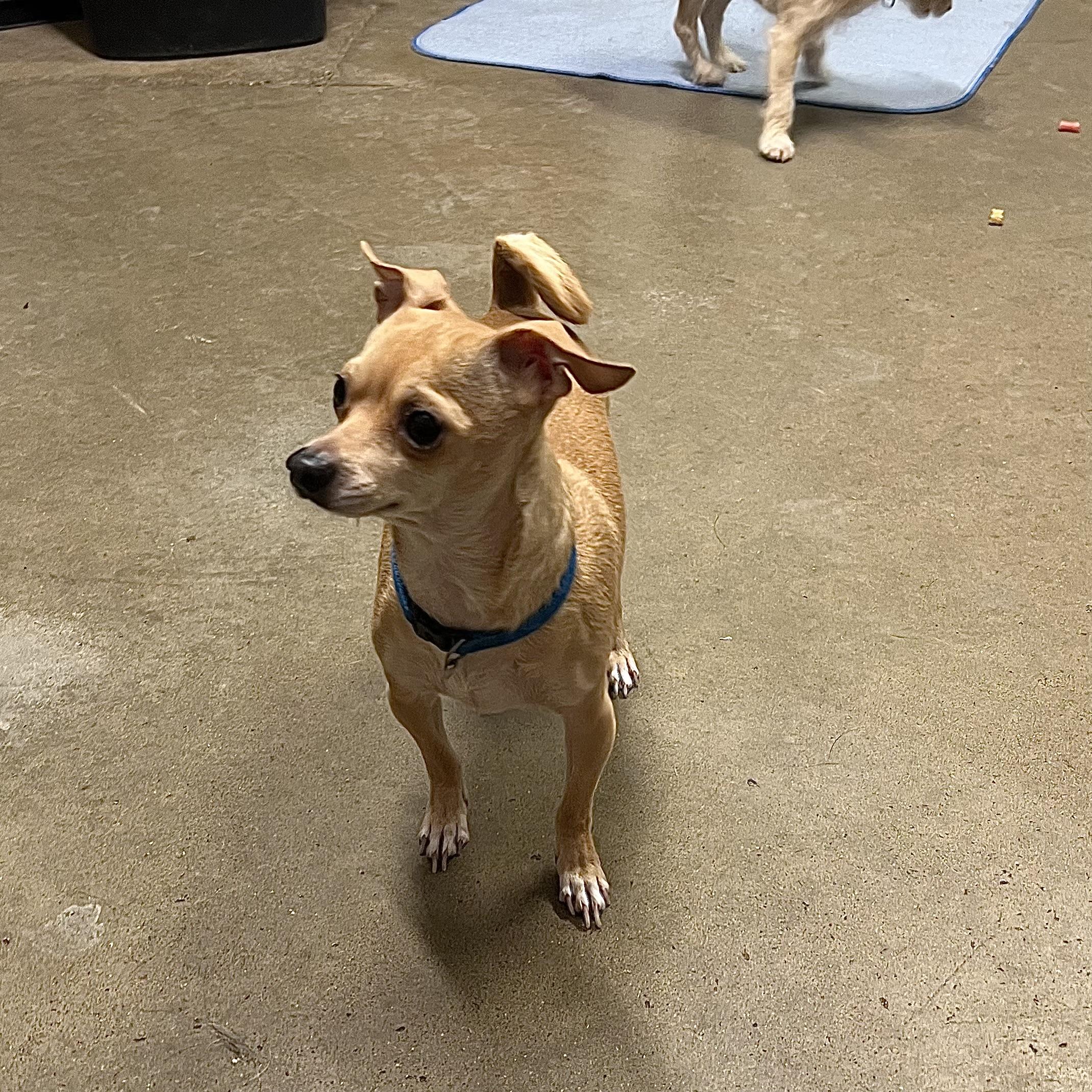 Enlarge Chloe & Cooper (bonded pair) **NO FEE** (Sponsored by Hawkins Chevrolet) , a ADOPTABLE mixed breed in Fairmont, MN image 5/6