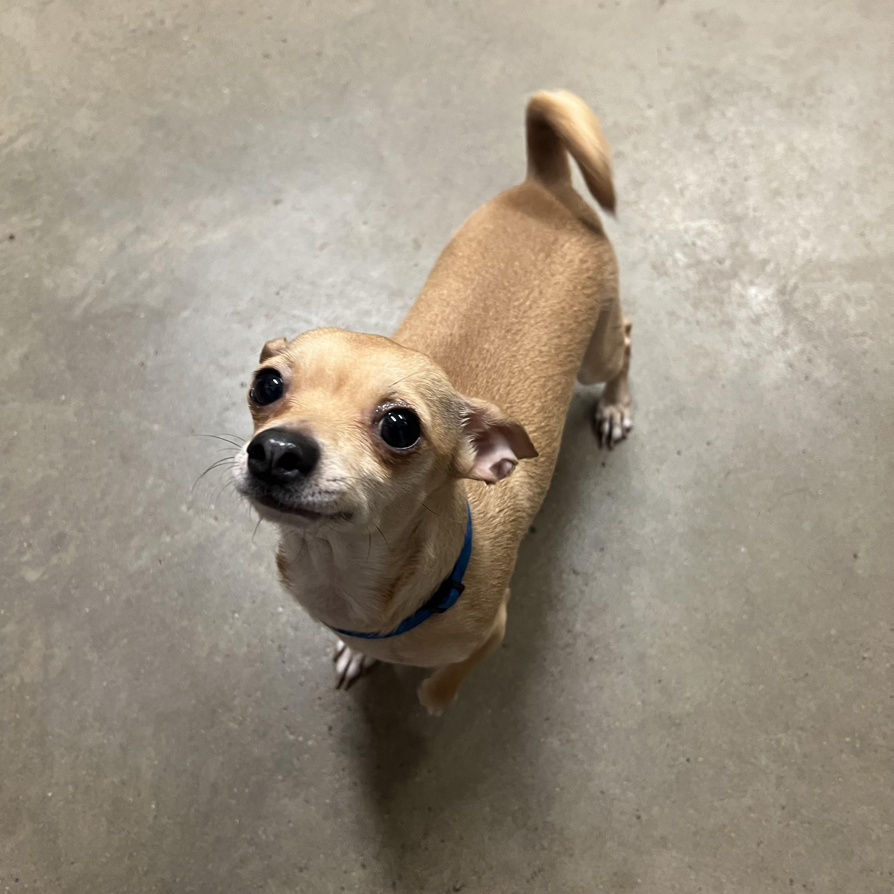 Enlarge Chloe & Cooper (bonded pair) **NO FEE** (Sponsored by Hawkins Chevrolet) , a ADOPTABLE mixed breed in Fairmont, MN image 3/6