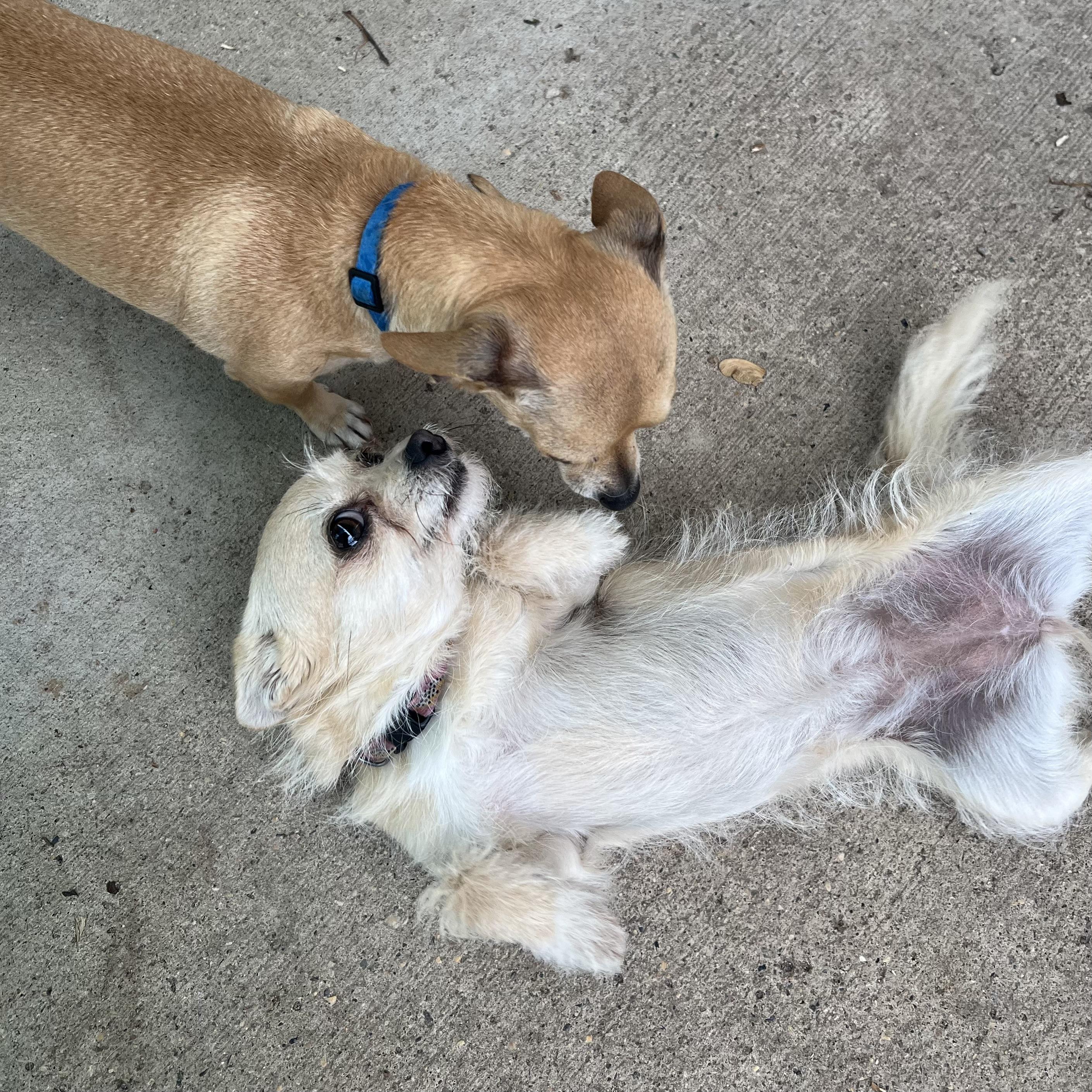 Chloe & Cooper (bonded pair) - NO FEE (Sponsored by Figueroas Construction), ADOPTABLE, Adult Male Chihuahua.
