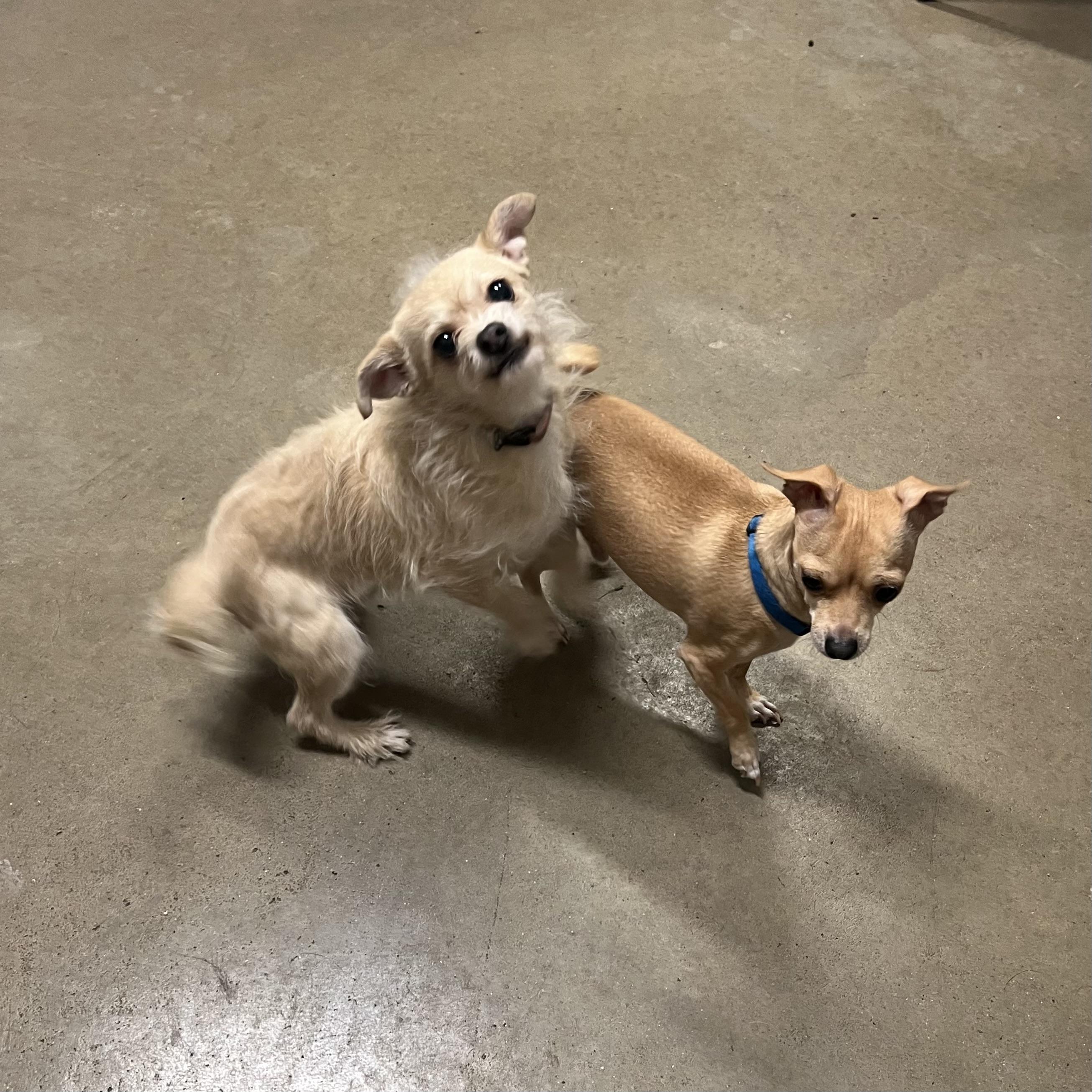 Enlarge Chloe & Cooper (bonded pair) **NO FEE** (Sponsored by Hawkins Chevrolet) , a ADOPTABLE mixed breed in Fairmont, MN image 2/6