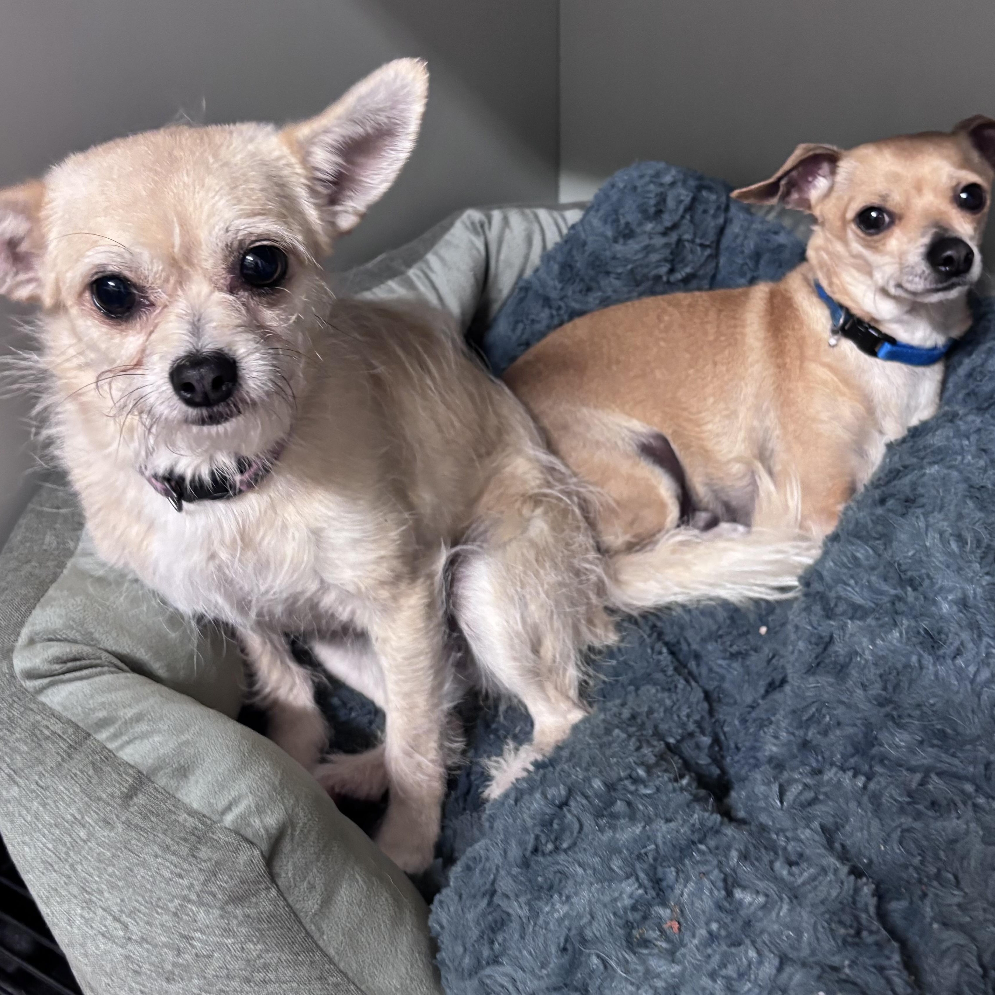 Enlarge Chloe & Cooper - NO FEE (Sponsored in memory of Brad Twait), a ADOPTABLE mixed breed in Fairmont, MN image 6/6