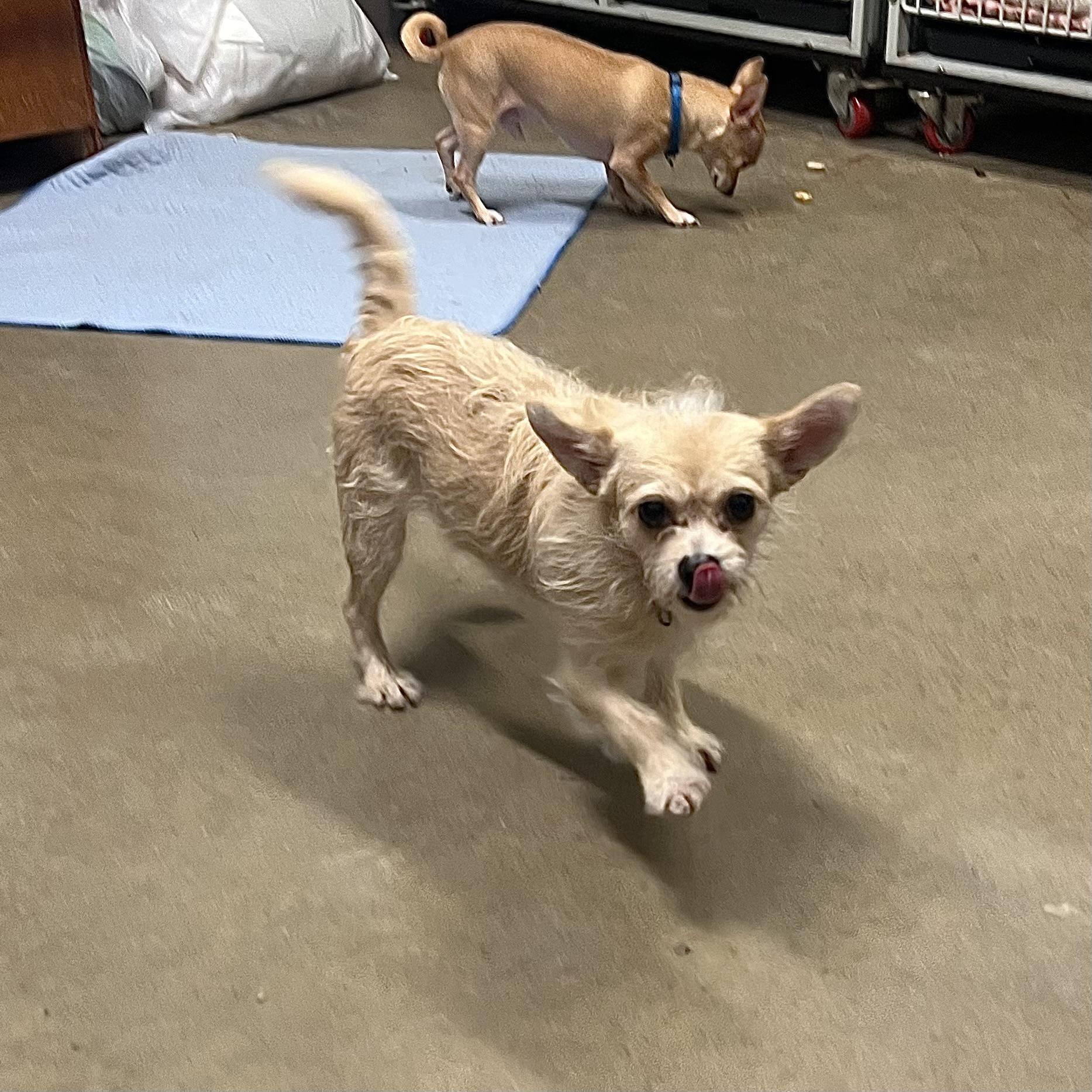 Enlarge Chloe & Cooper (bonded pair) **NO FEE** (Sponsored by Hawkins Chevrolet) , a ADOPTABLE mixed breed in Fairmont, MN image 6/6