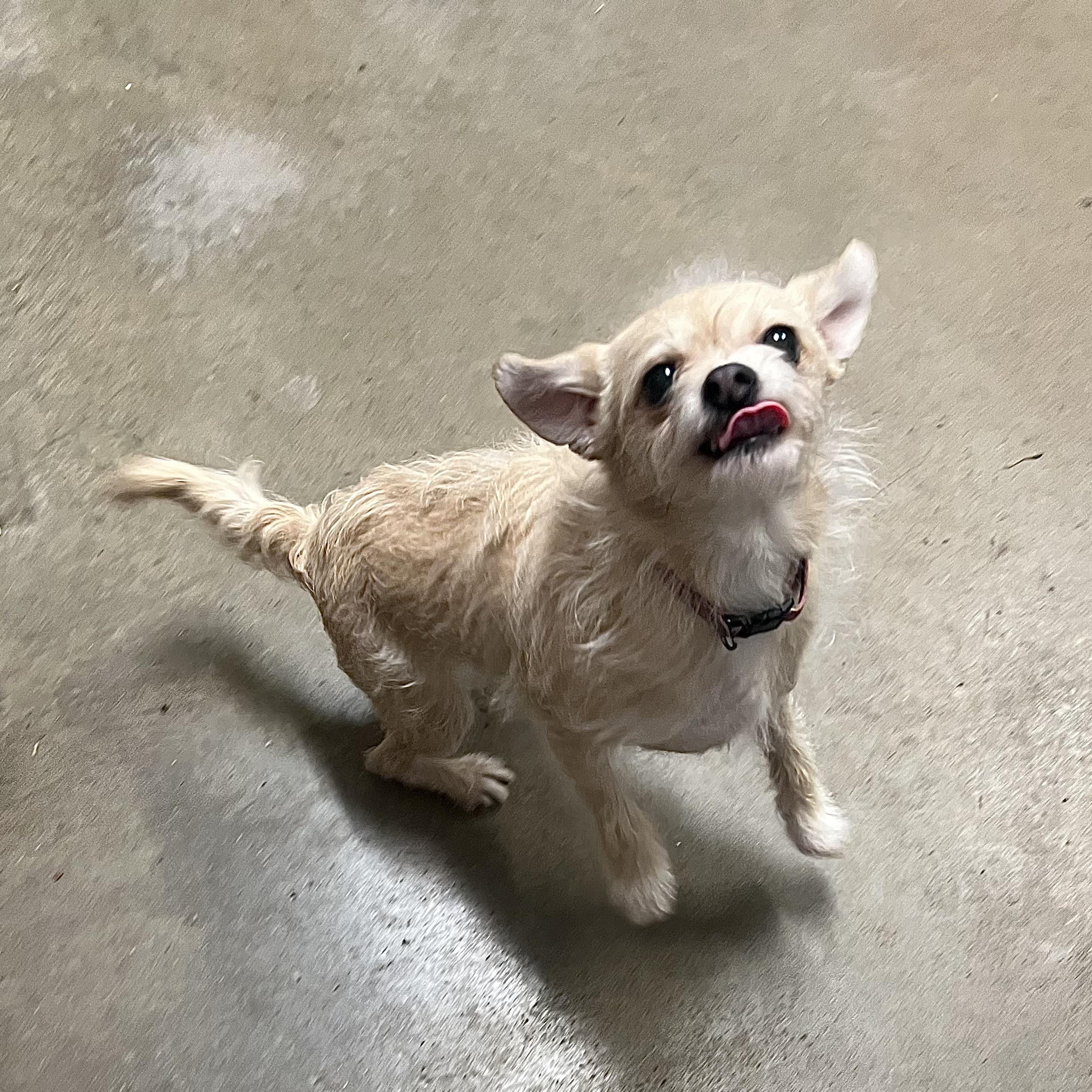Enlarge Chloe & Cooper (bonded pair) **NO FEE** (Sponsored by Hawkins Chevrolet) , a ADOPTABLE mixed breed in Fairmont, MN image 4/6