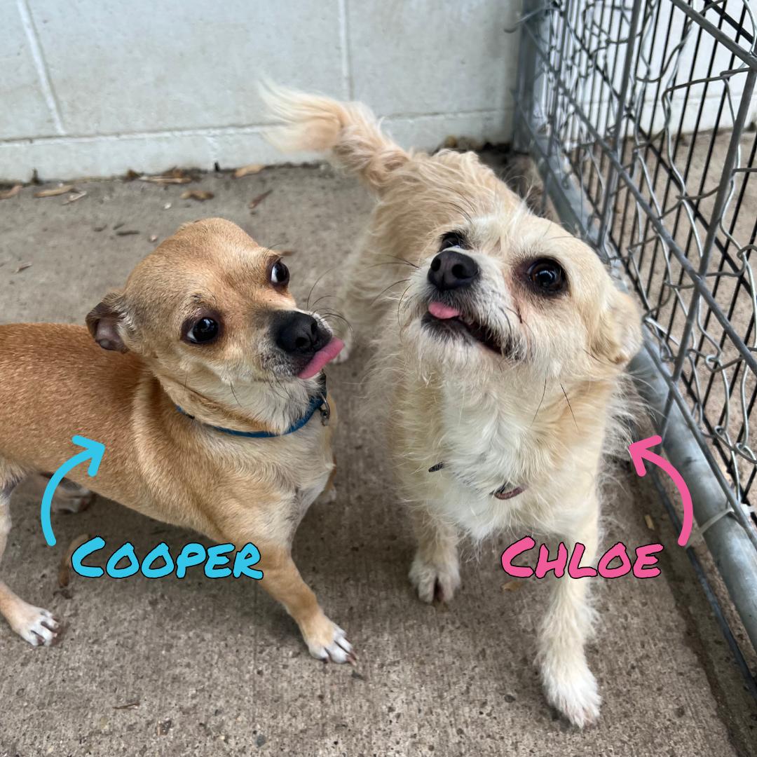 Chloe & Cooper - NO FEE (Sponsored in memory of Brad Twait), ADOPTABLE, Adult Male Chihuahua.
