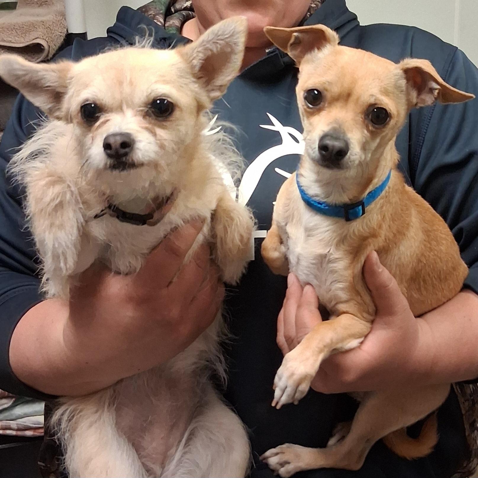 Enlarge Chloe & Cooper (bonded pair) **NO FEE** (Sponsored by Hawkins Chevrolet) , a ADOPTABLE mixed breed in Fairmont, MN image 1/6
