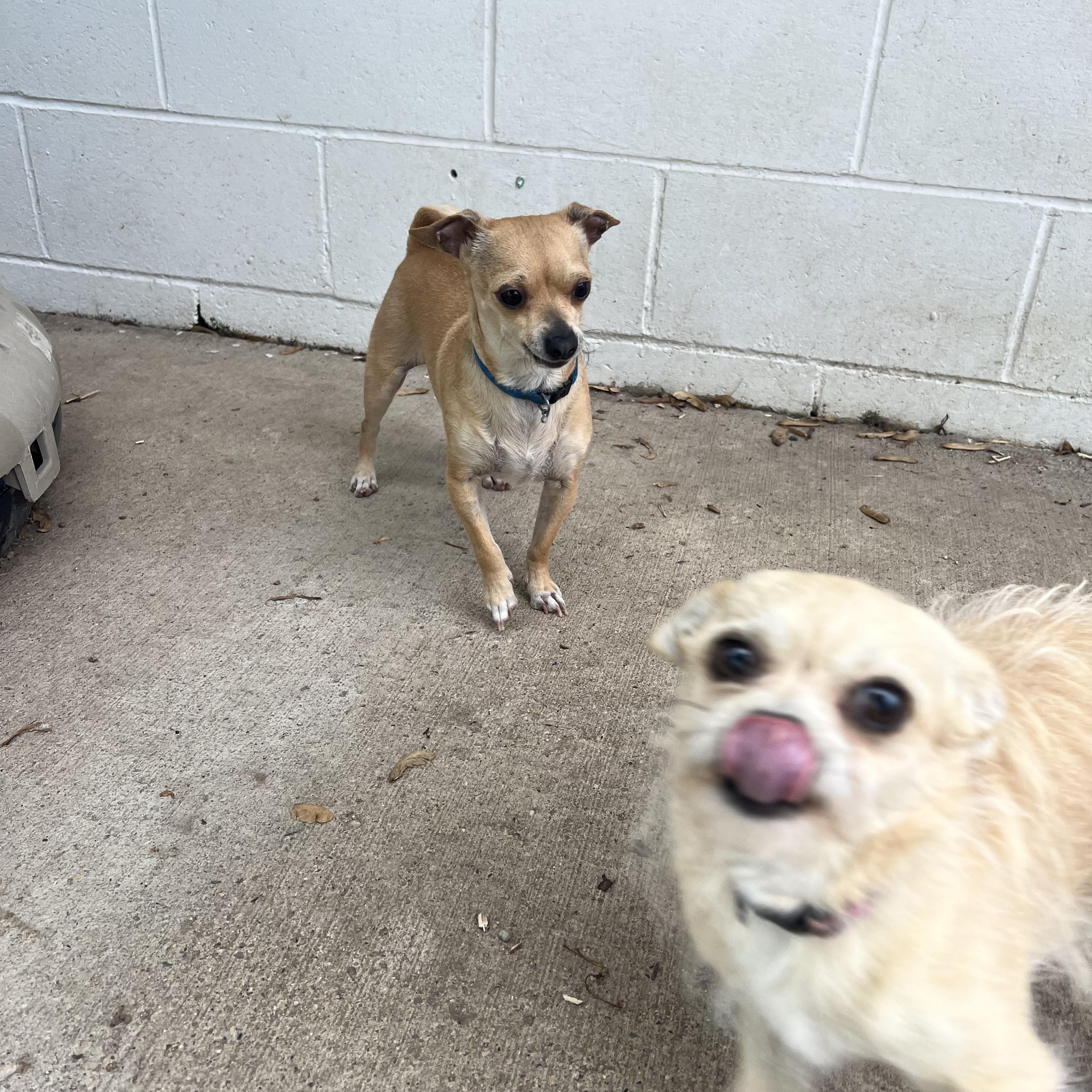 Chloe & Cooper (bonded pair) - NO FEE (Sponsored by Figueroas Construction), a ADOPTABLE mixed breed in Fairmont, MN image 6/6