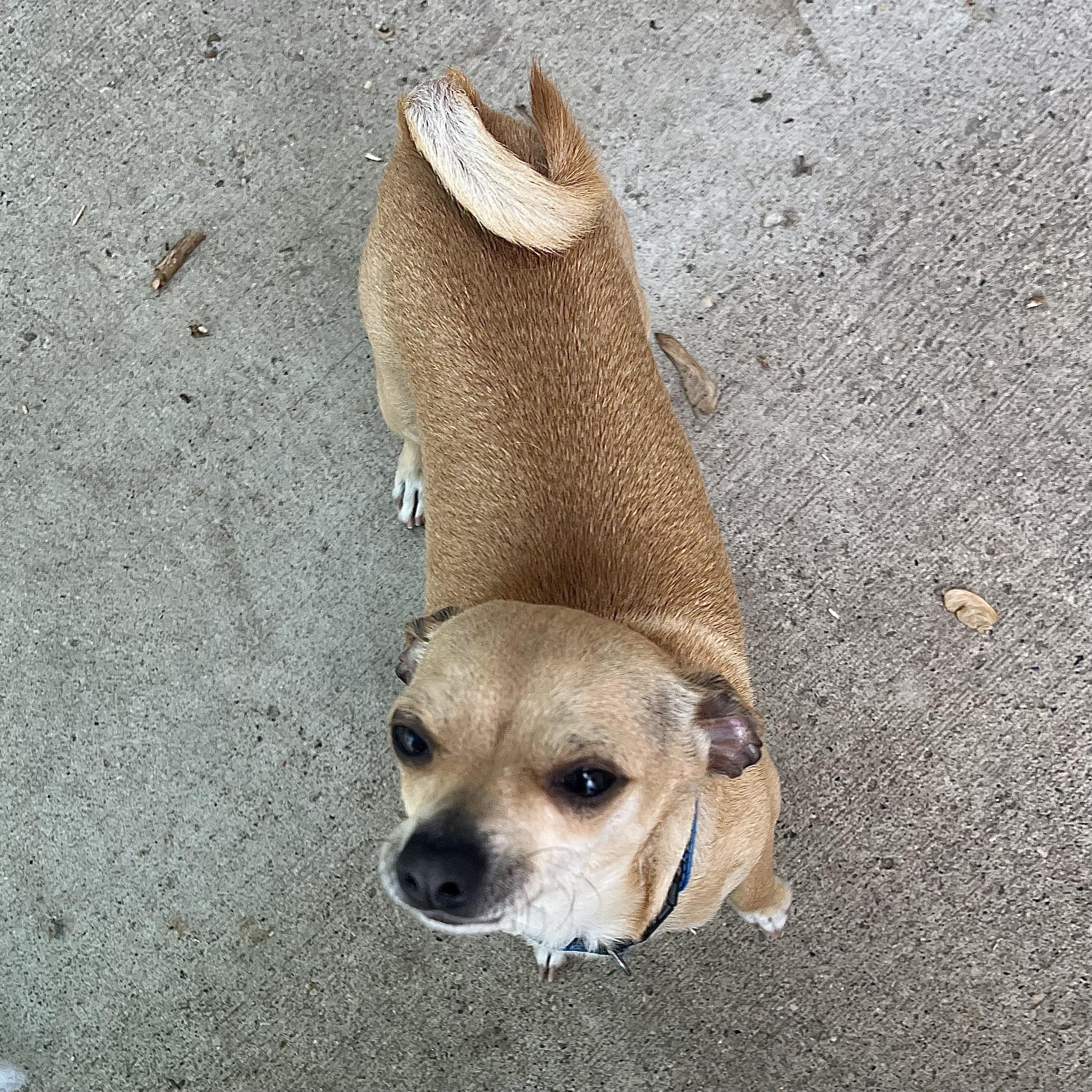 Chloe & Cooper (bonded pair) - NO FEE (Sponsored by Figueroas Construction), a ADOPTABLE mixed breed in Fairmont, MN image 5/6
