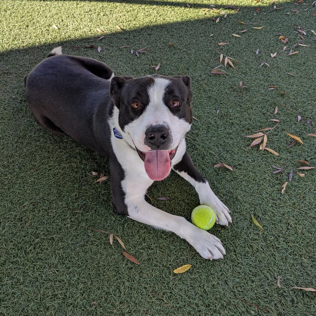 Mikey, Adoptable, Adult Male Pit Bull Terrier.