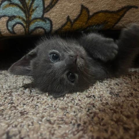 Odie, Adoptable, Young Male Domestic Short Hair.