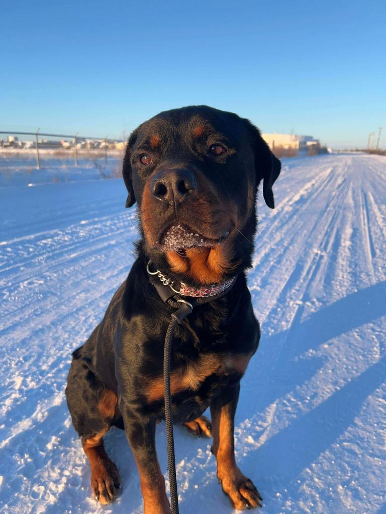 Tucker, a Adoptable Rottweiler in Yellowknife, NT image 1/3