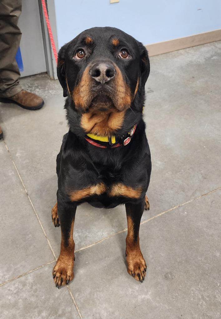 Enlarge Tucker, a Adoptable Rottweiler in Yellowknife, NT image 1/1