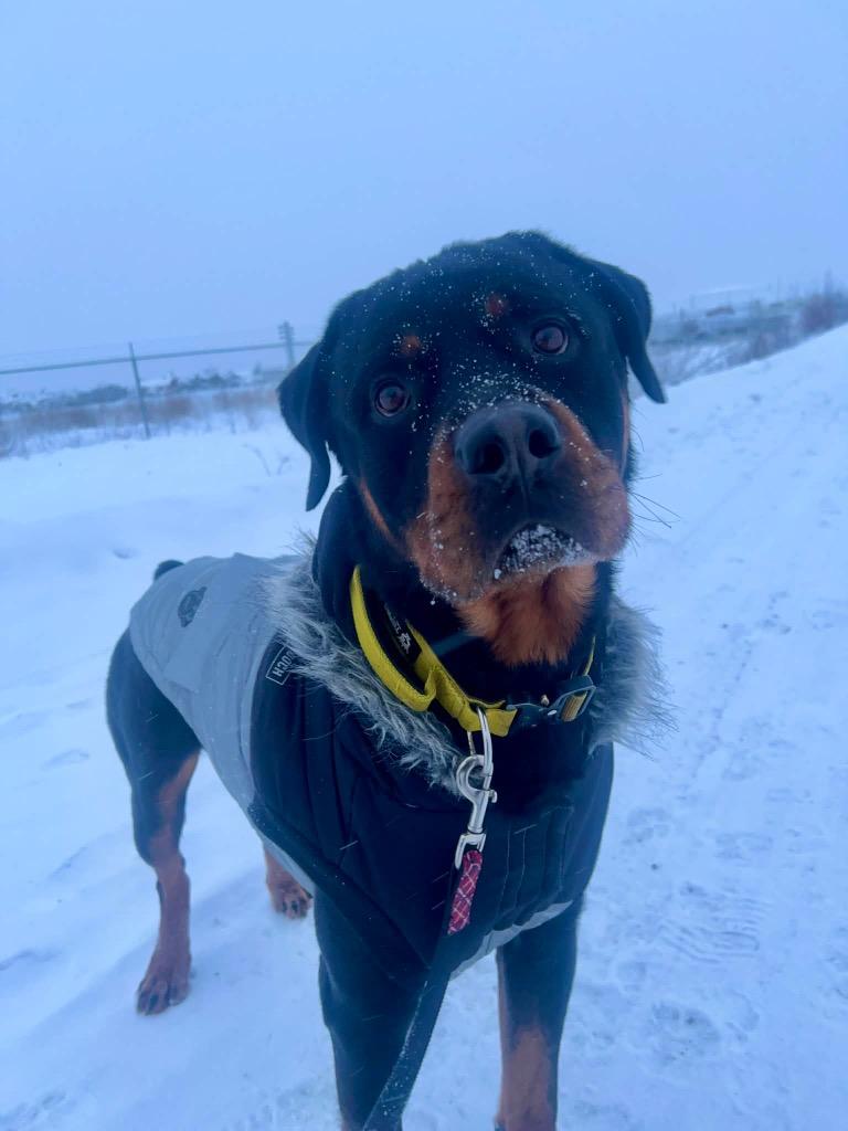 Tucker, a Adoptable Rottweiler in Yellowknife, NT image 2/3
