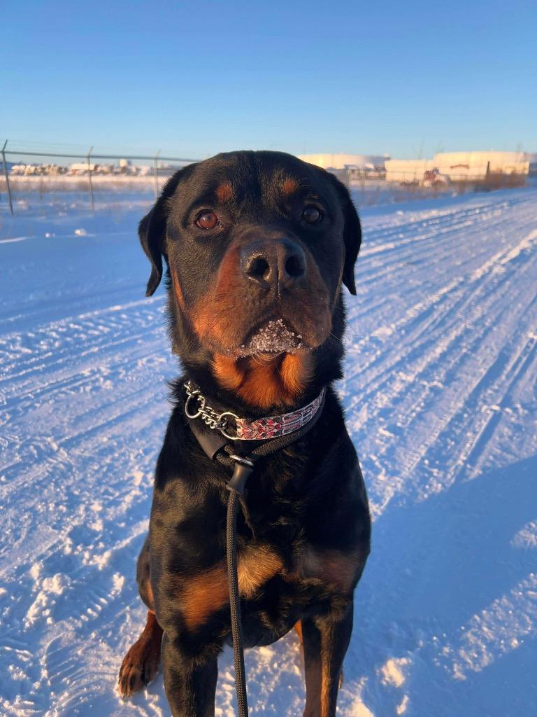 Tucker, a Adoptable Rottweiler in Yellowknife, NT image 3/3