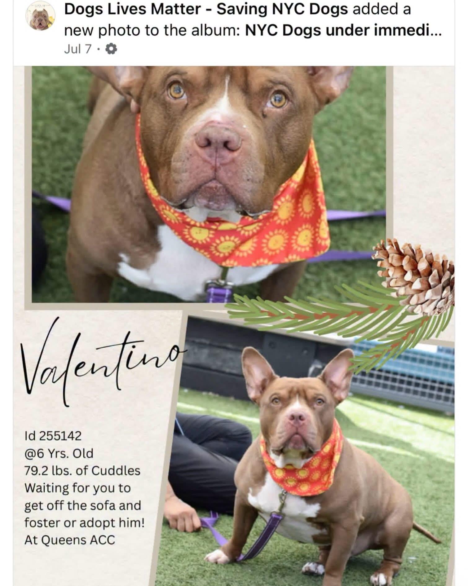 Enlarge Valentino, a Adoptable American Bully in Newfoundland, NJ image 2/2