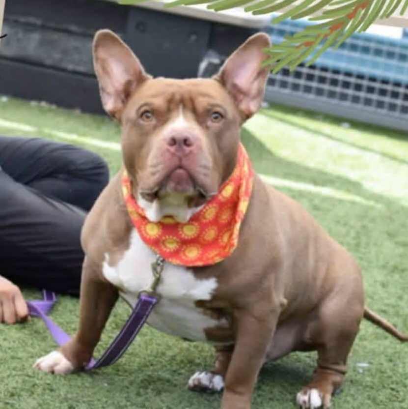 Valentino, Adoptable, Adult Male American Bully.